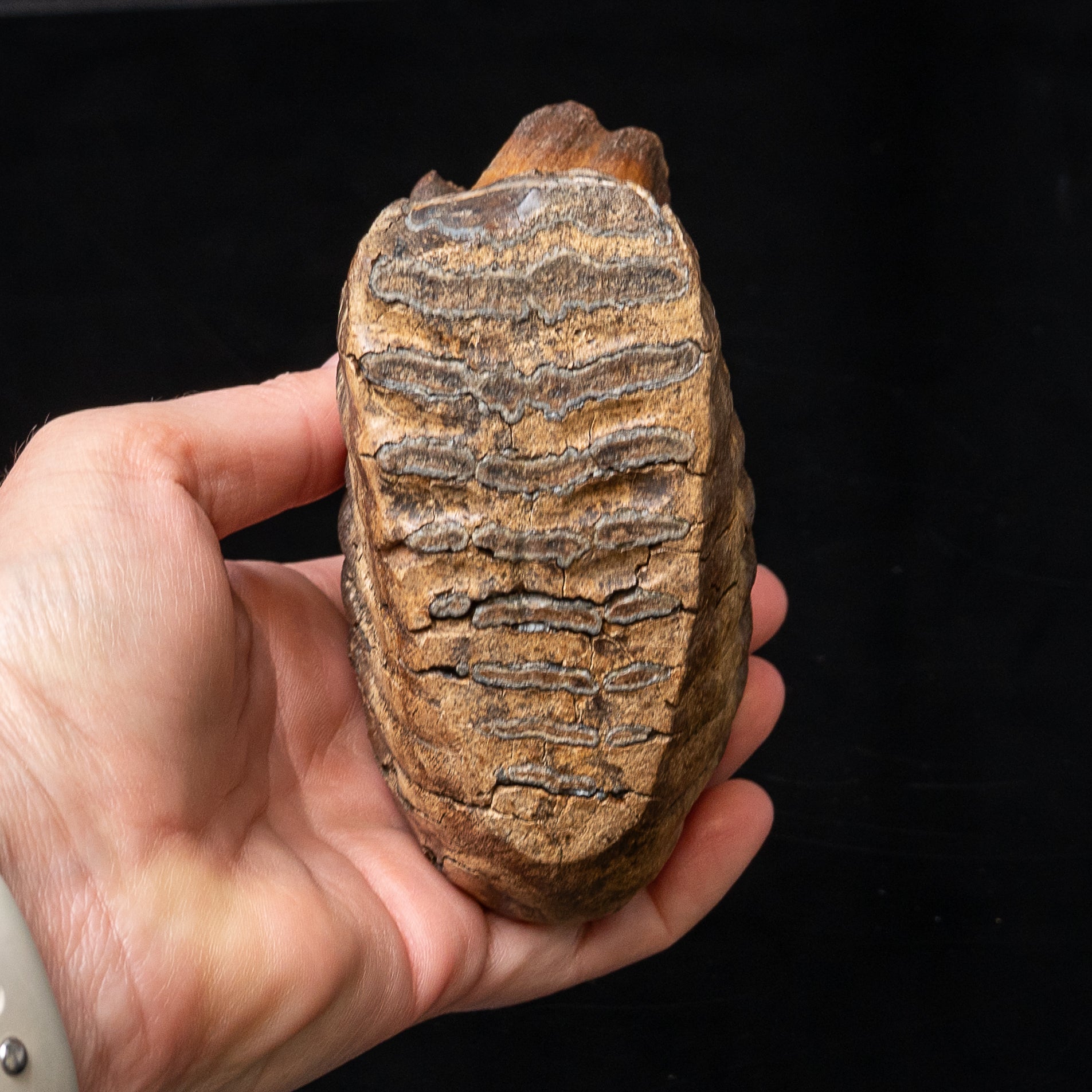 Juvenile Woolly Mammoth Tooth on Display Stand
