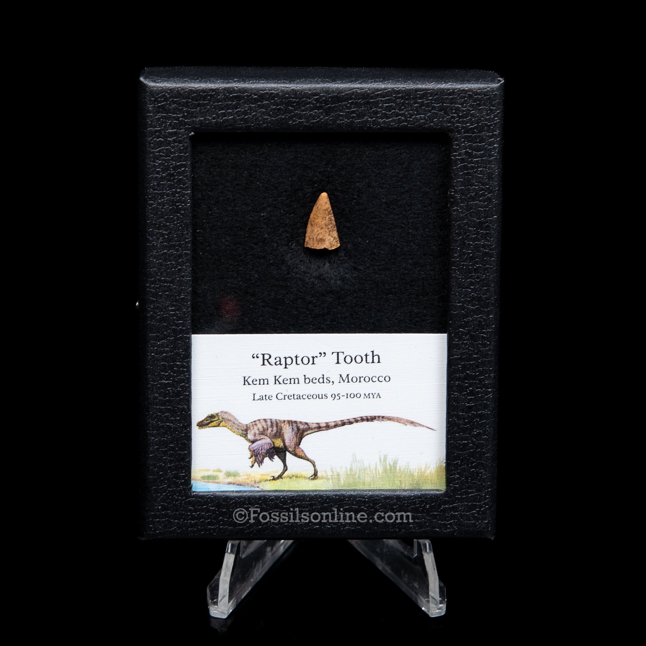 Theropod Dinosaur Tooth "Raptor" in a sm display case