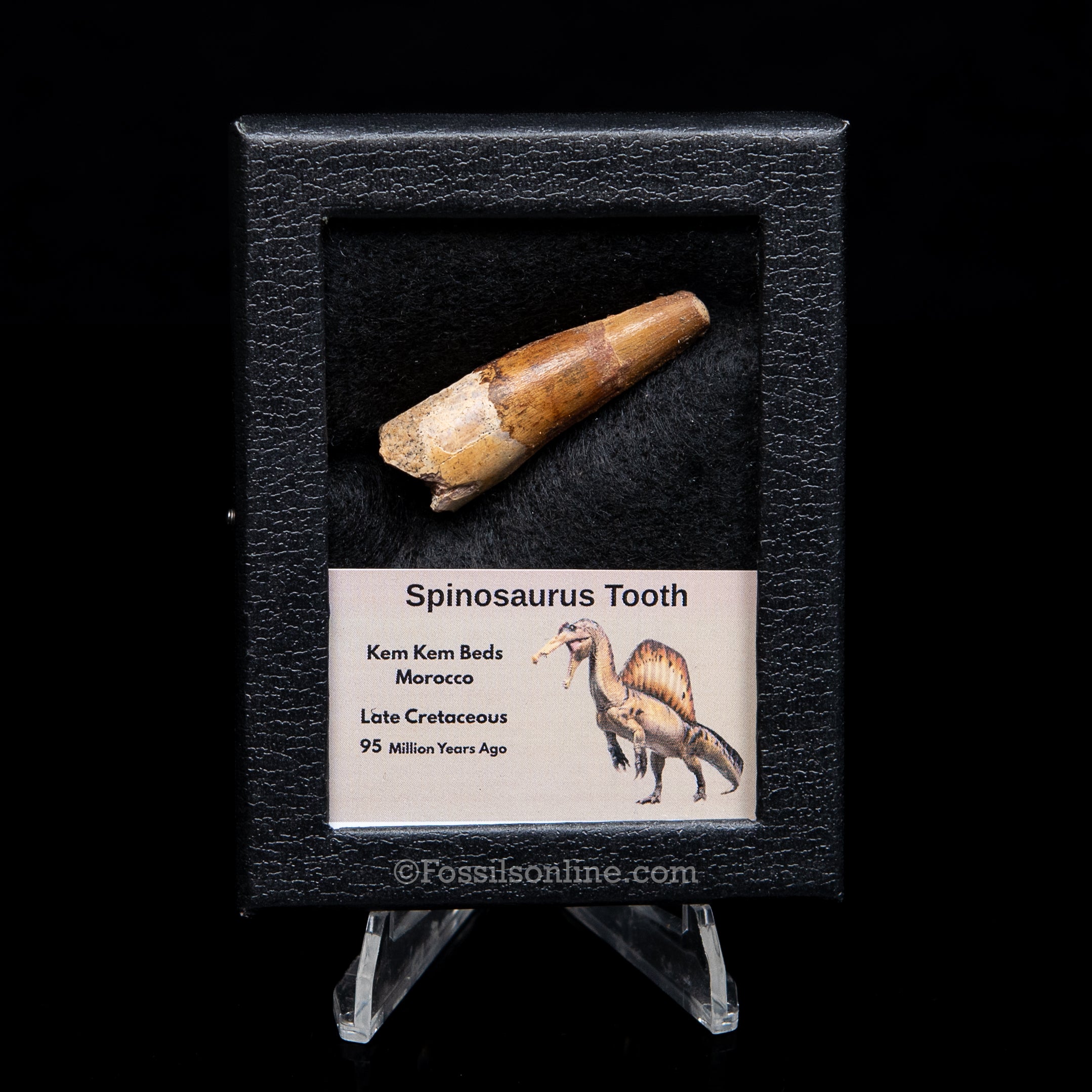 Spinosaurus Dinosaur Tooth Sm Case