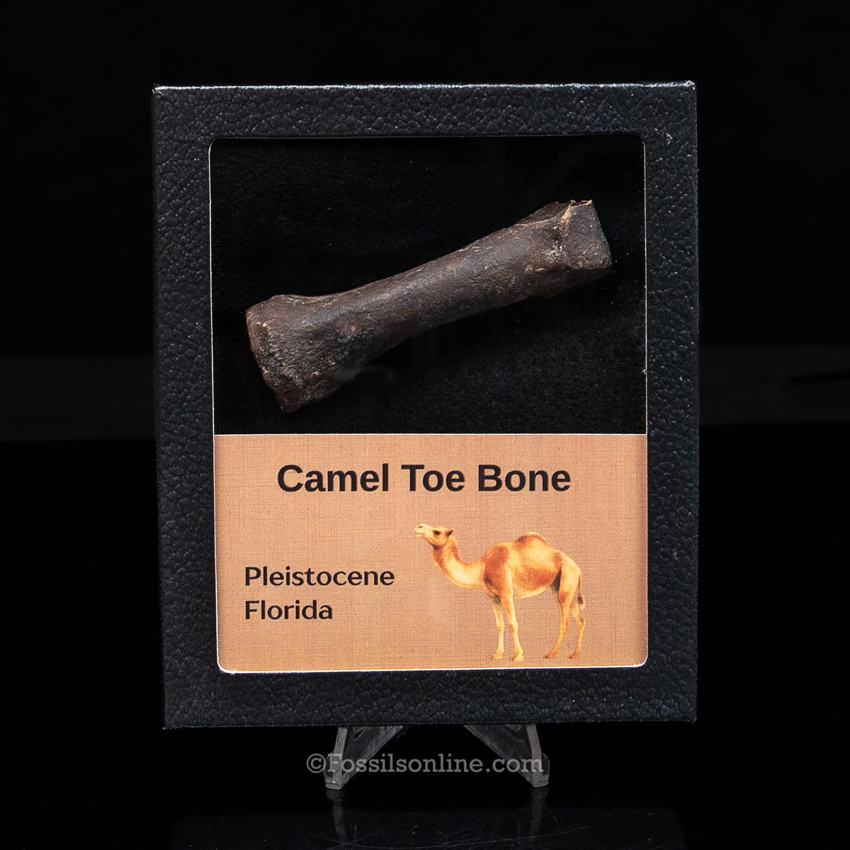Camel Toe Bone in a Med Case