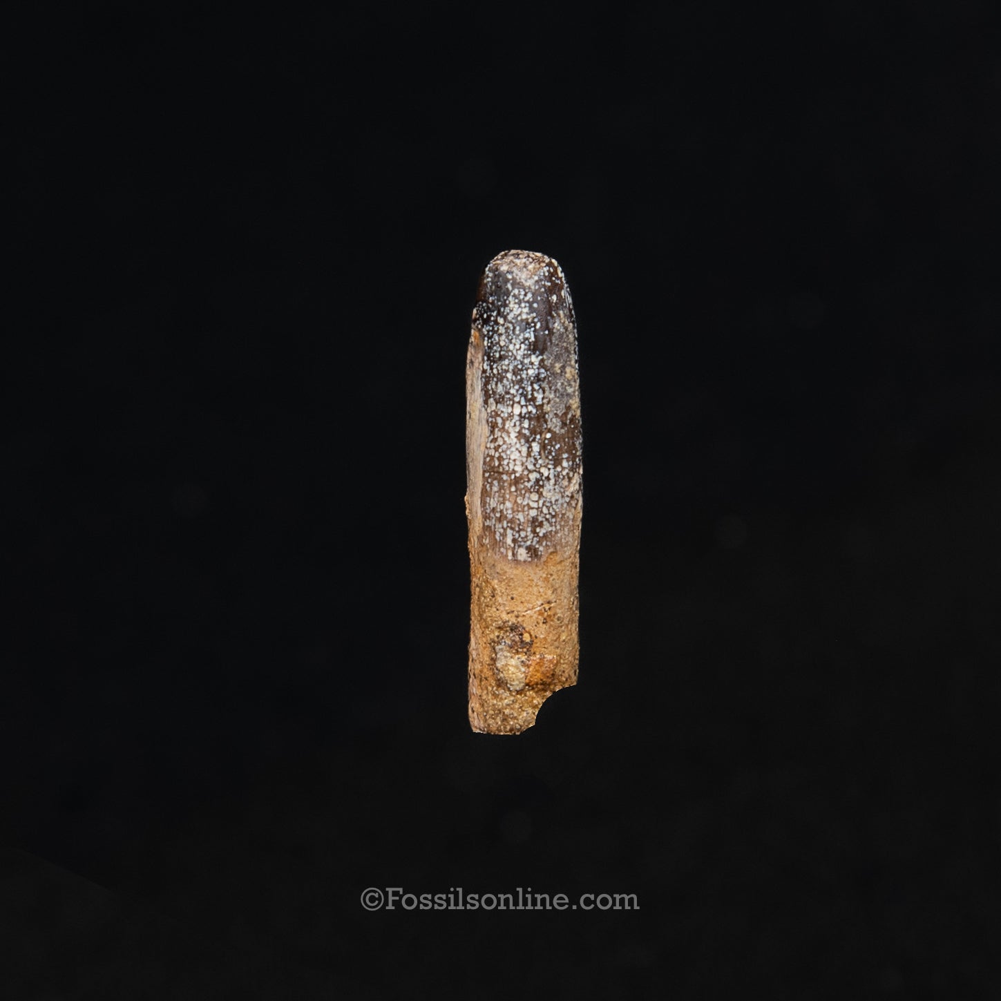Authentic Nanotyrannus Premax tooth in a Case Lance Formation, Wyoming