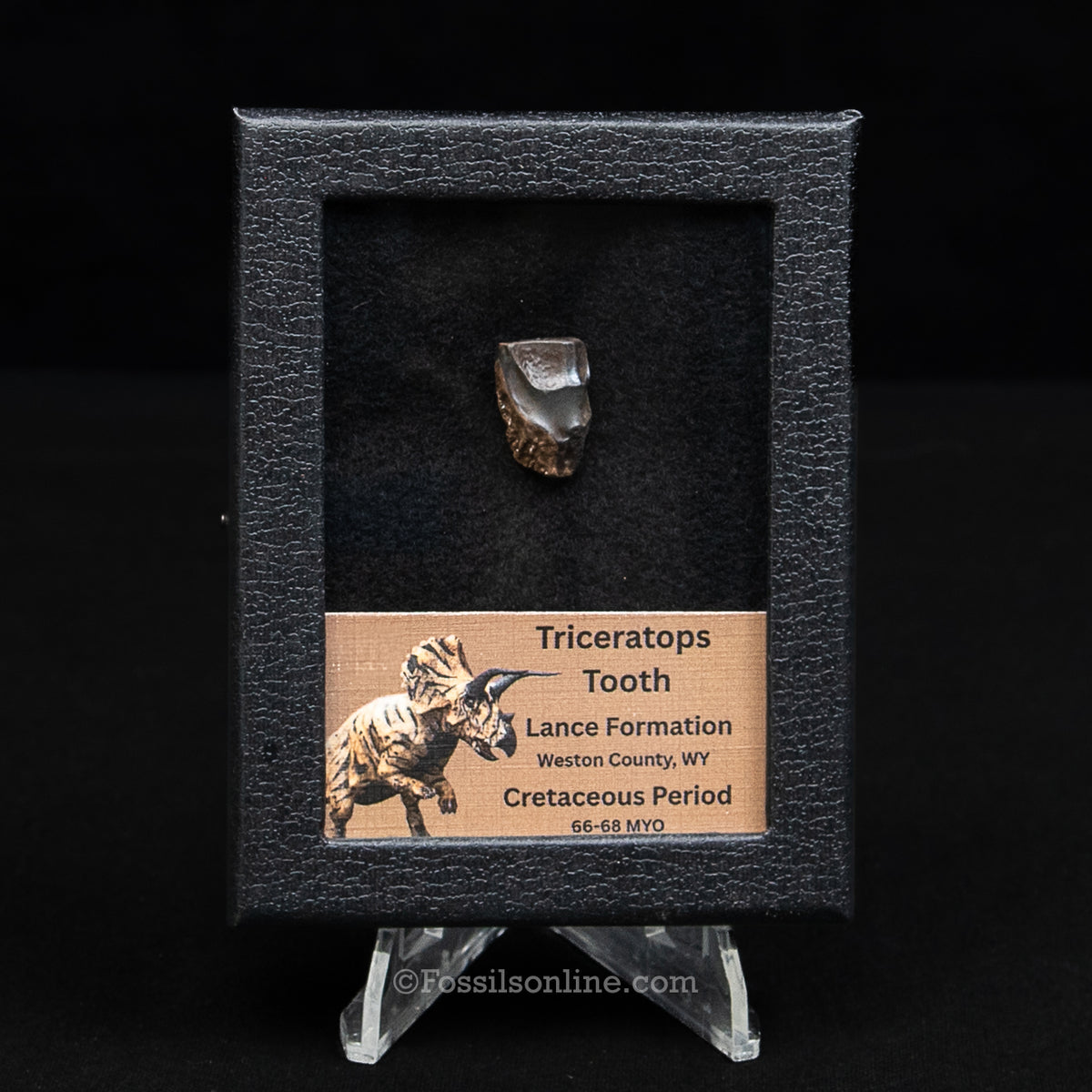 LG Triceratops Tooth in Case Lance FM