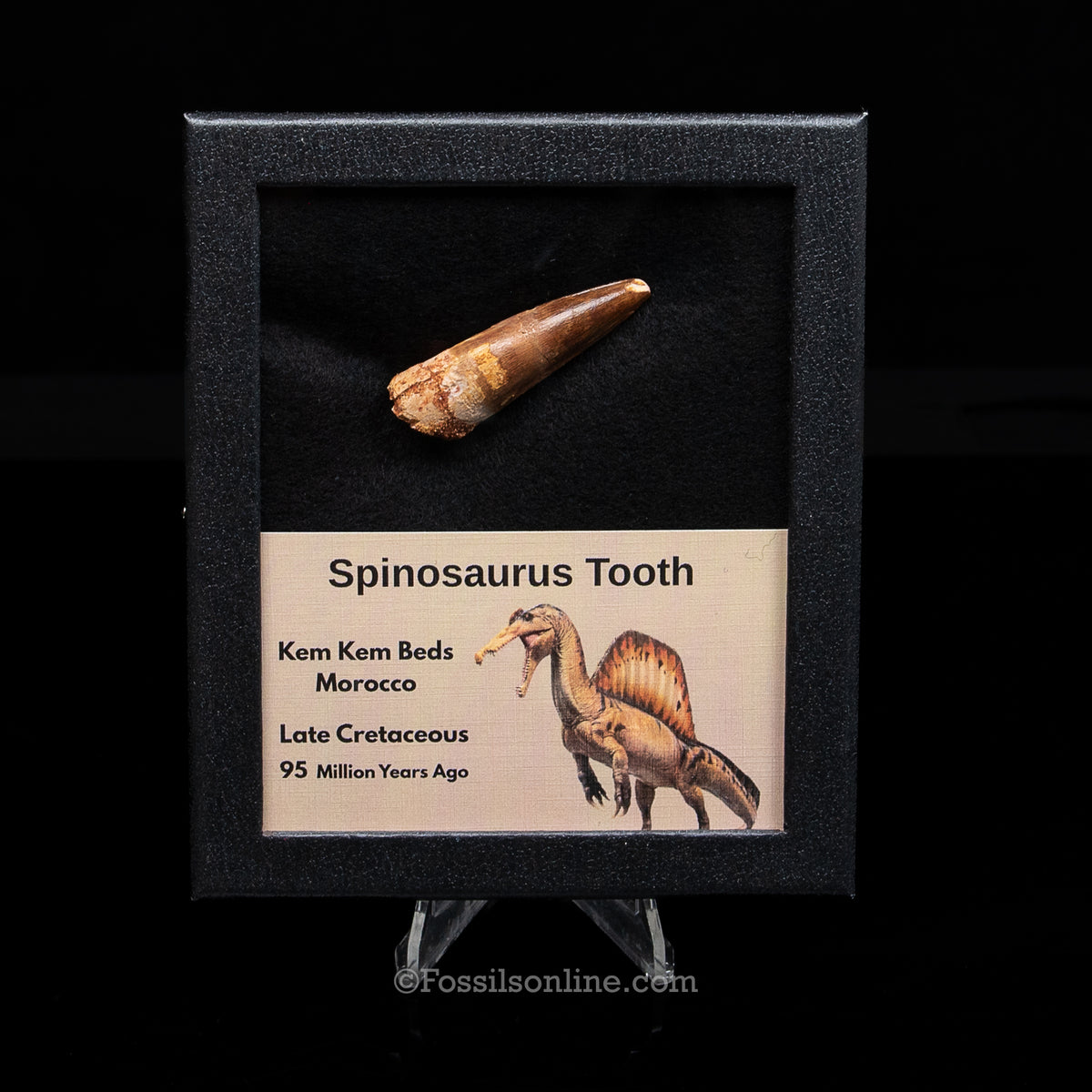 Spinosaurus Dinosaur Tooth Med Case