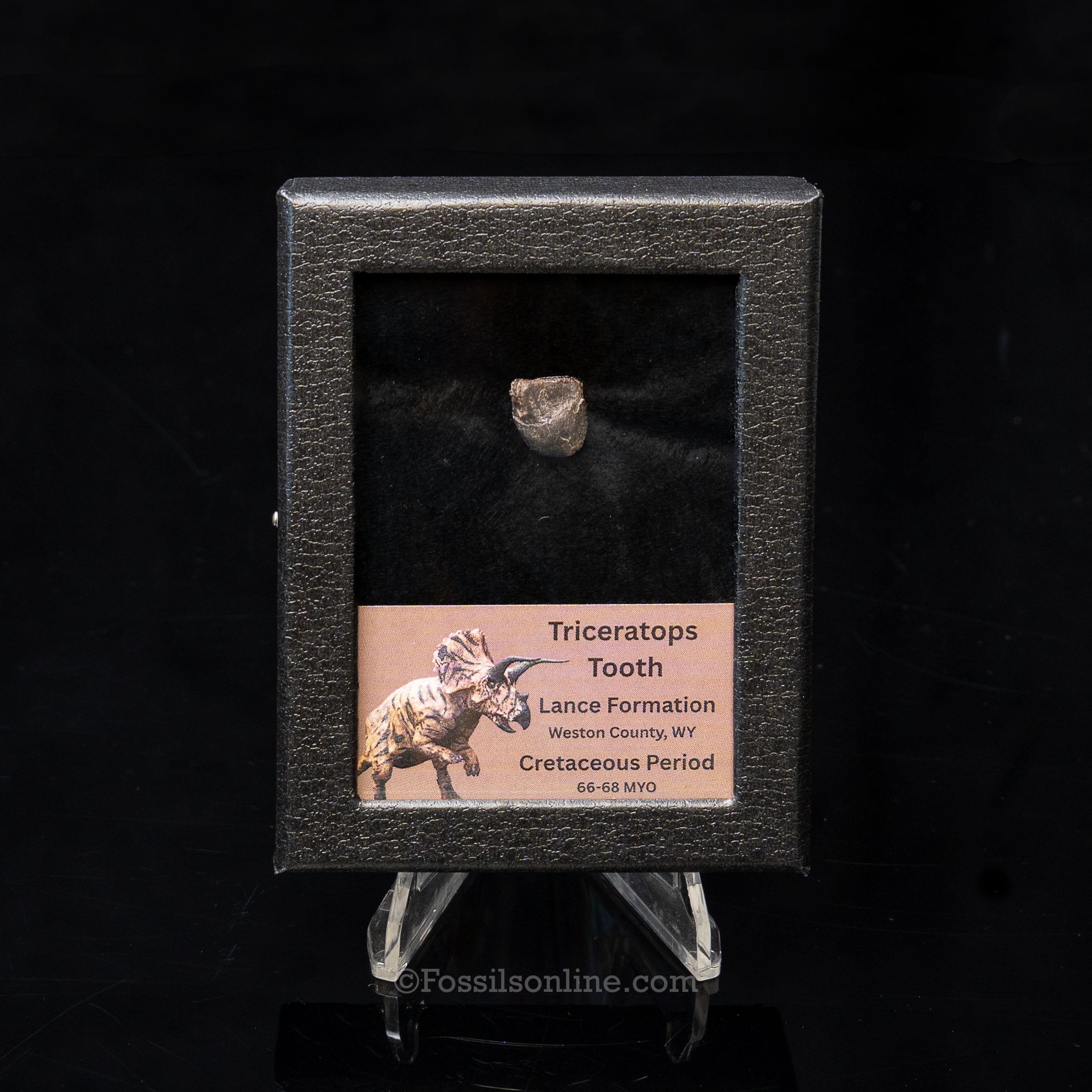 Triceratops Tooth Sm Case Lance FM