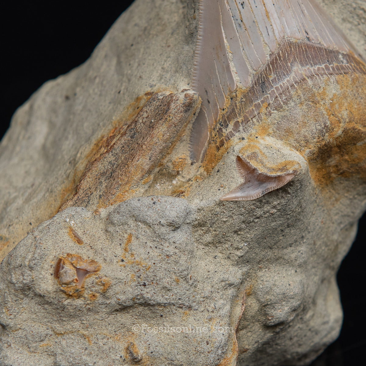 Genuine Prehistoric Fossil Tooth — MEG 3.77" in Matrix , Bakersfield CA