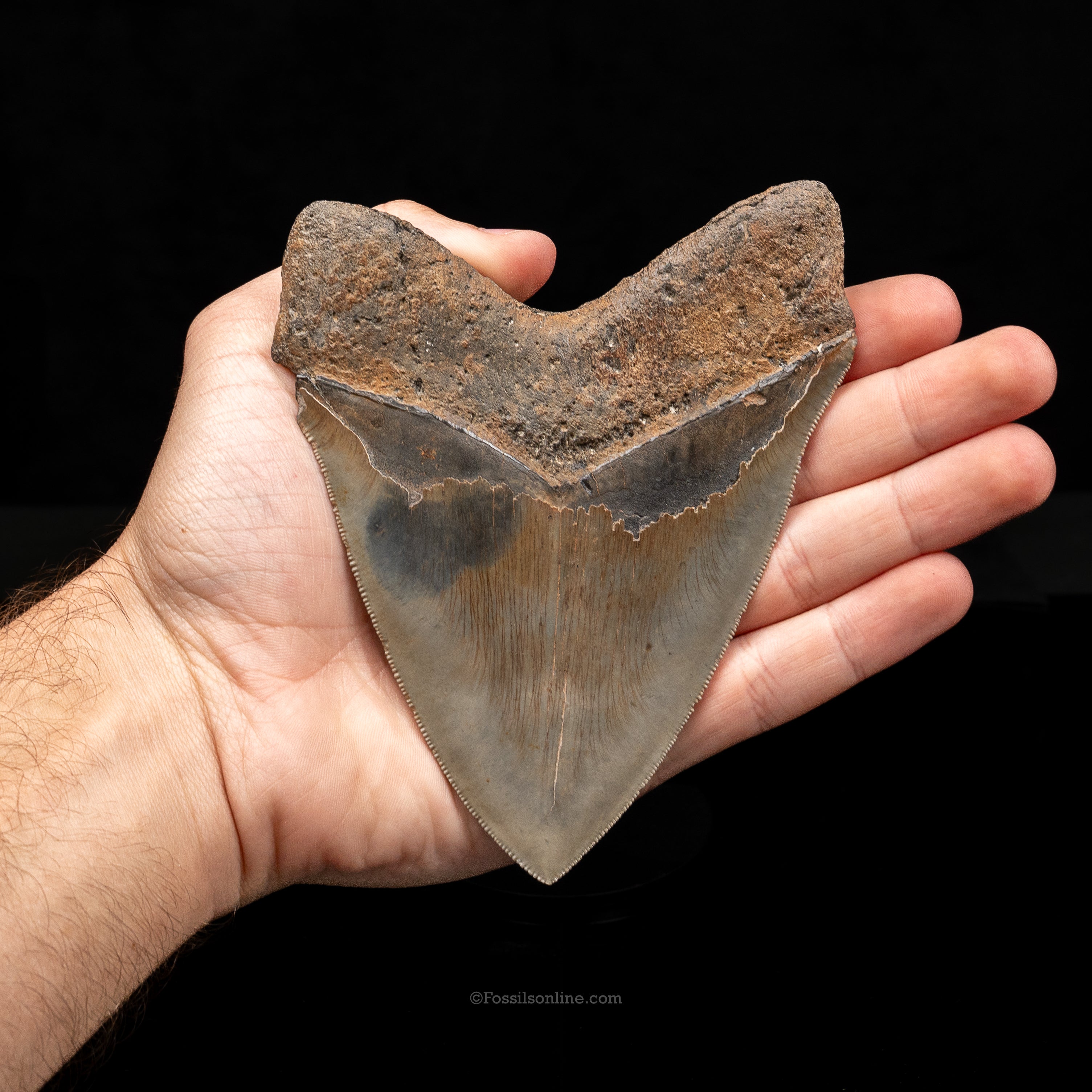 North Carolina Megalodon 5.15"