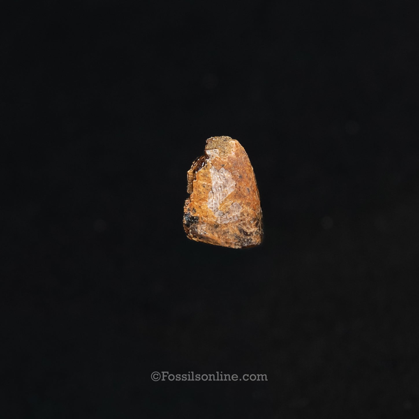 Authentic Nanotyrannus tooth in a Case Lance Formation, Wyoming