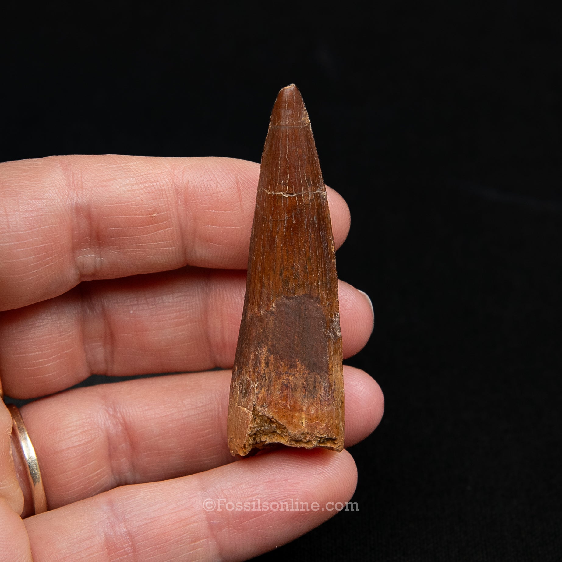 Spinosaurus Dinosaur Tooth Med Case
