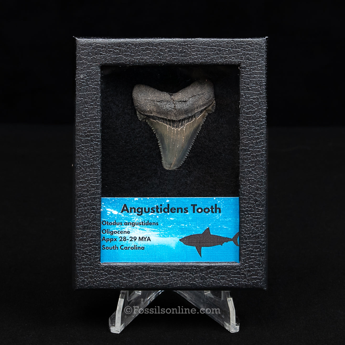 SC Angustidens Sm Case