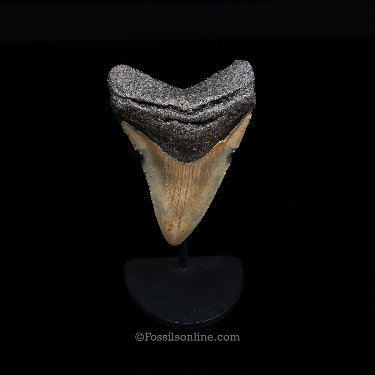 Genuine Prehistoric Fossil Tooth — Meg 3.64", North Carolina