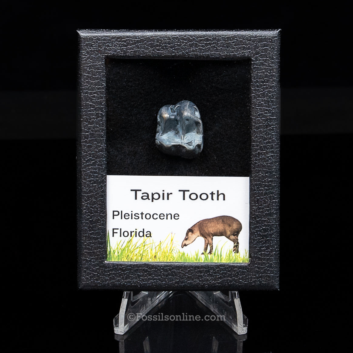 Fossil Tapir Tooth in a sm Case