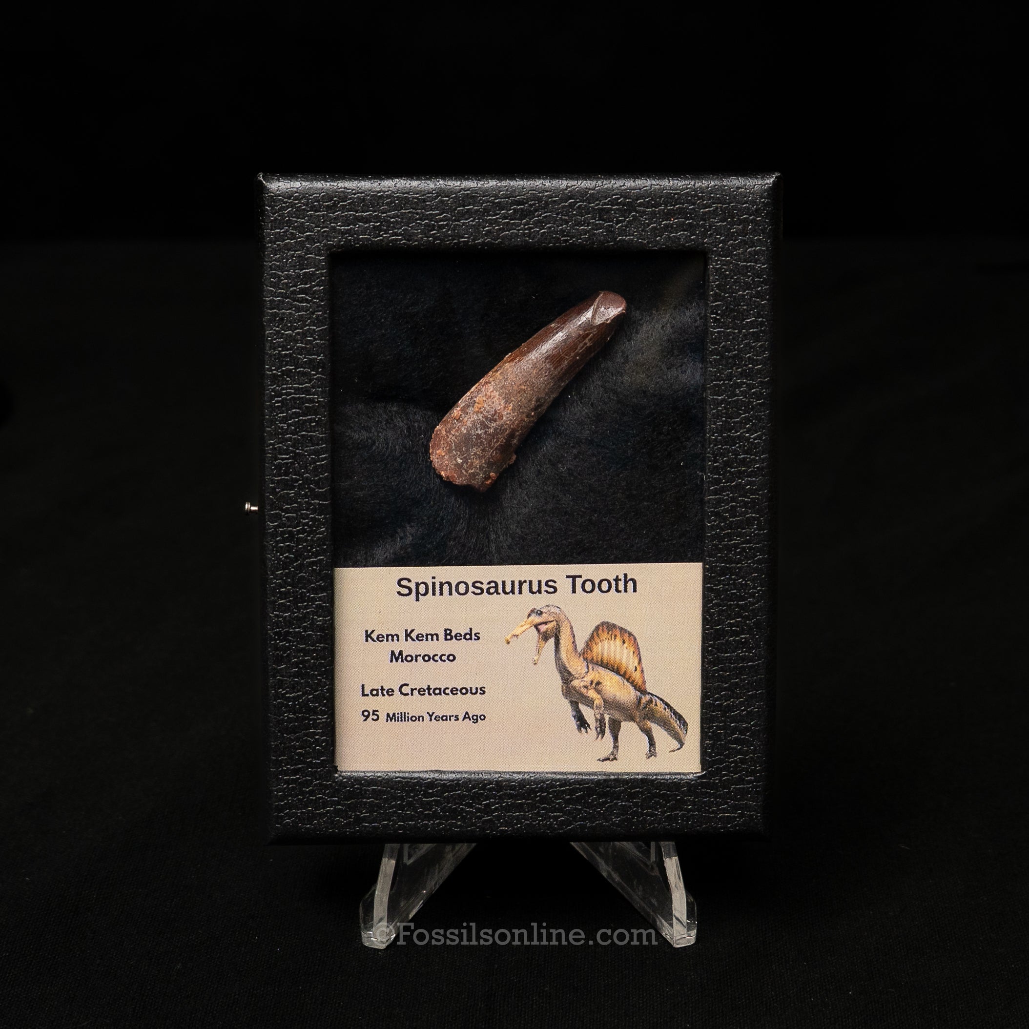 Spinosaurus Dinosaur Tooth Sm Case
