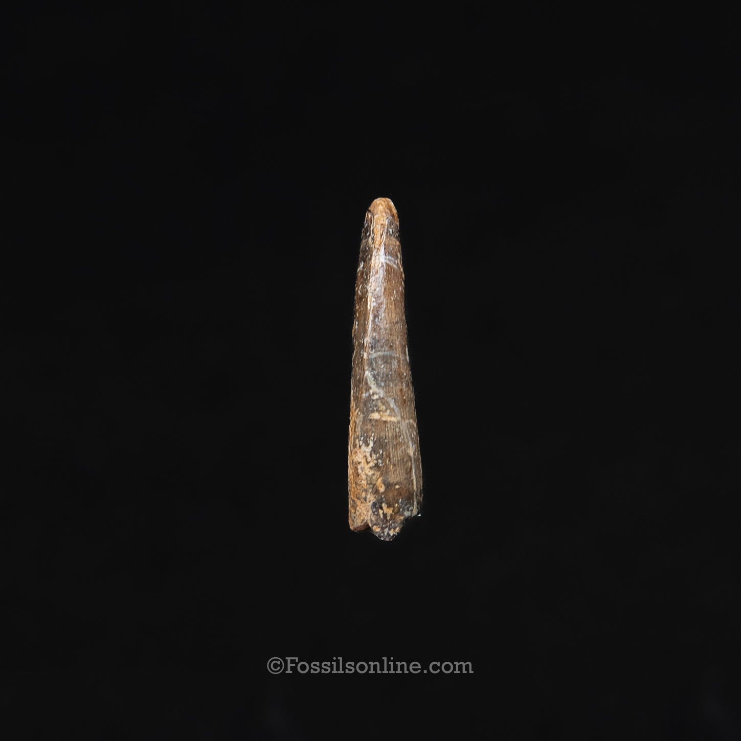 Authentic Nanotyrannus Tooth in a Case Lance Formation, Wyoming