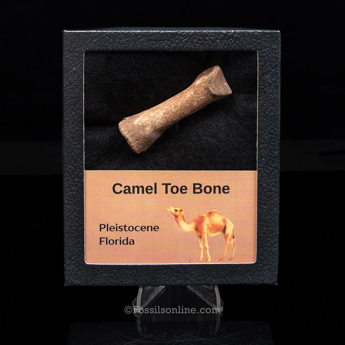 Camel Toe Bone in a Med Case