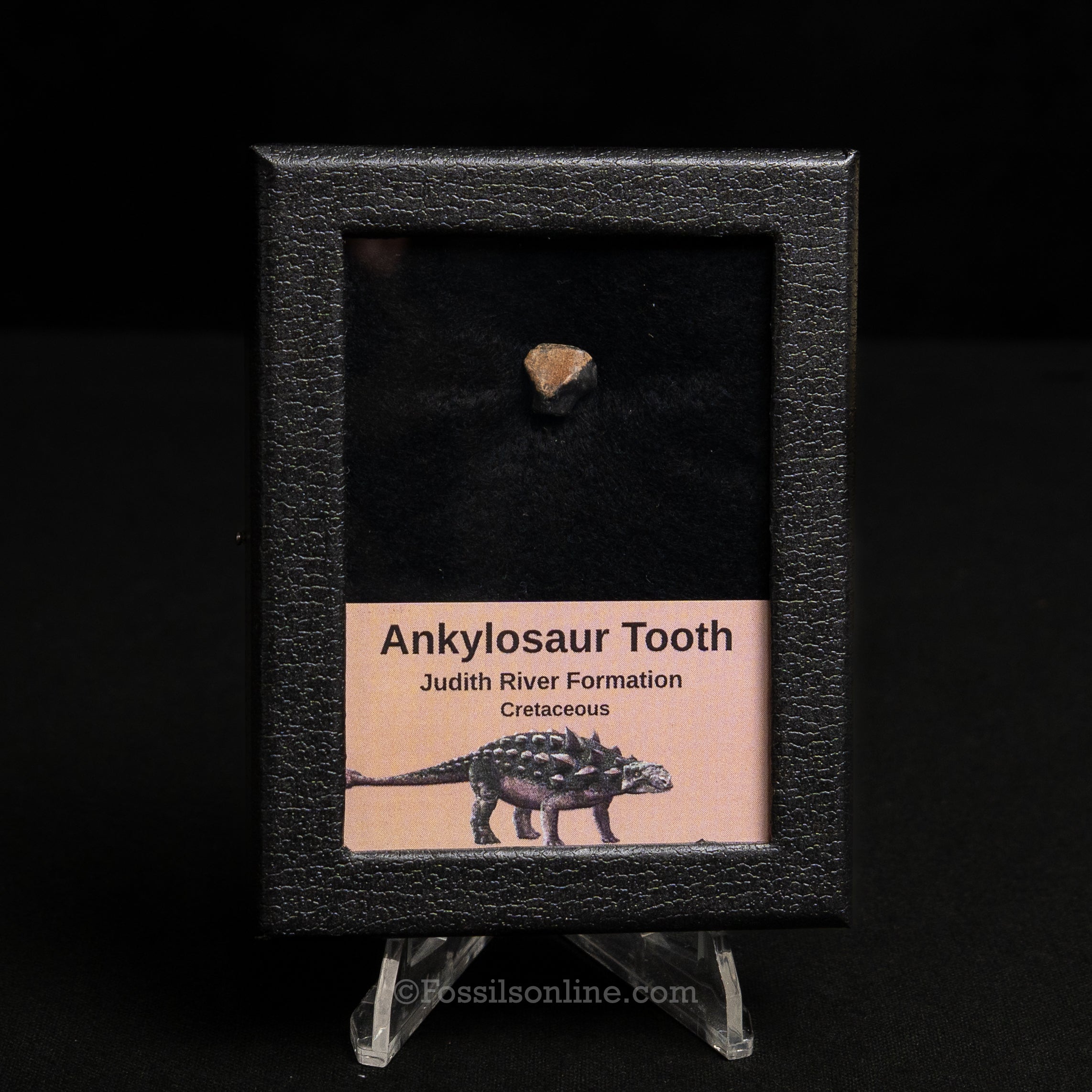 Ankylosaur Tooth In SM Display Case