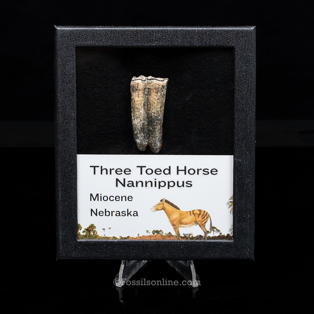 Three Toed Horse Tooth in a Med Case