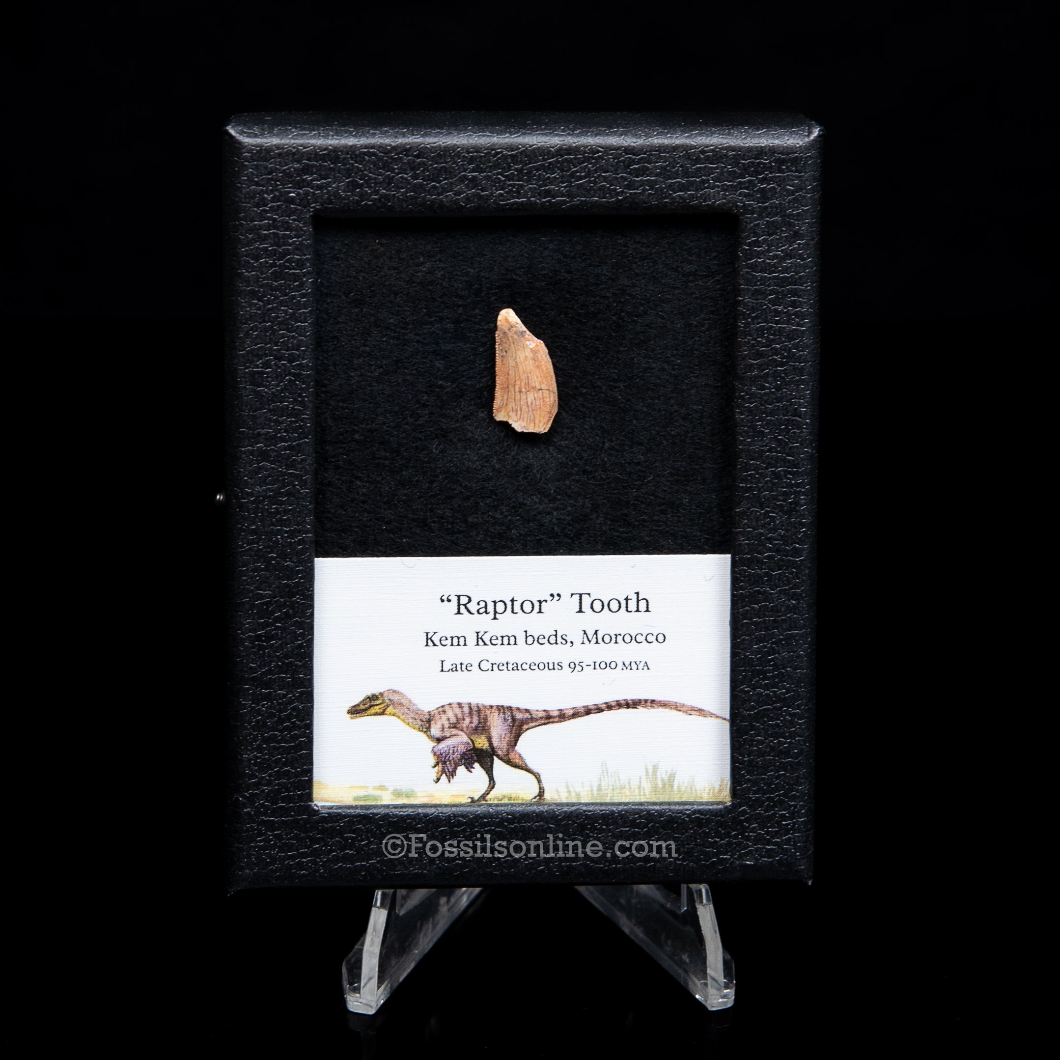 Theropod Dinosaur Tooth "Raptor" in a sm display case