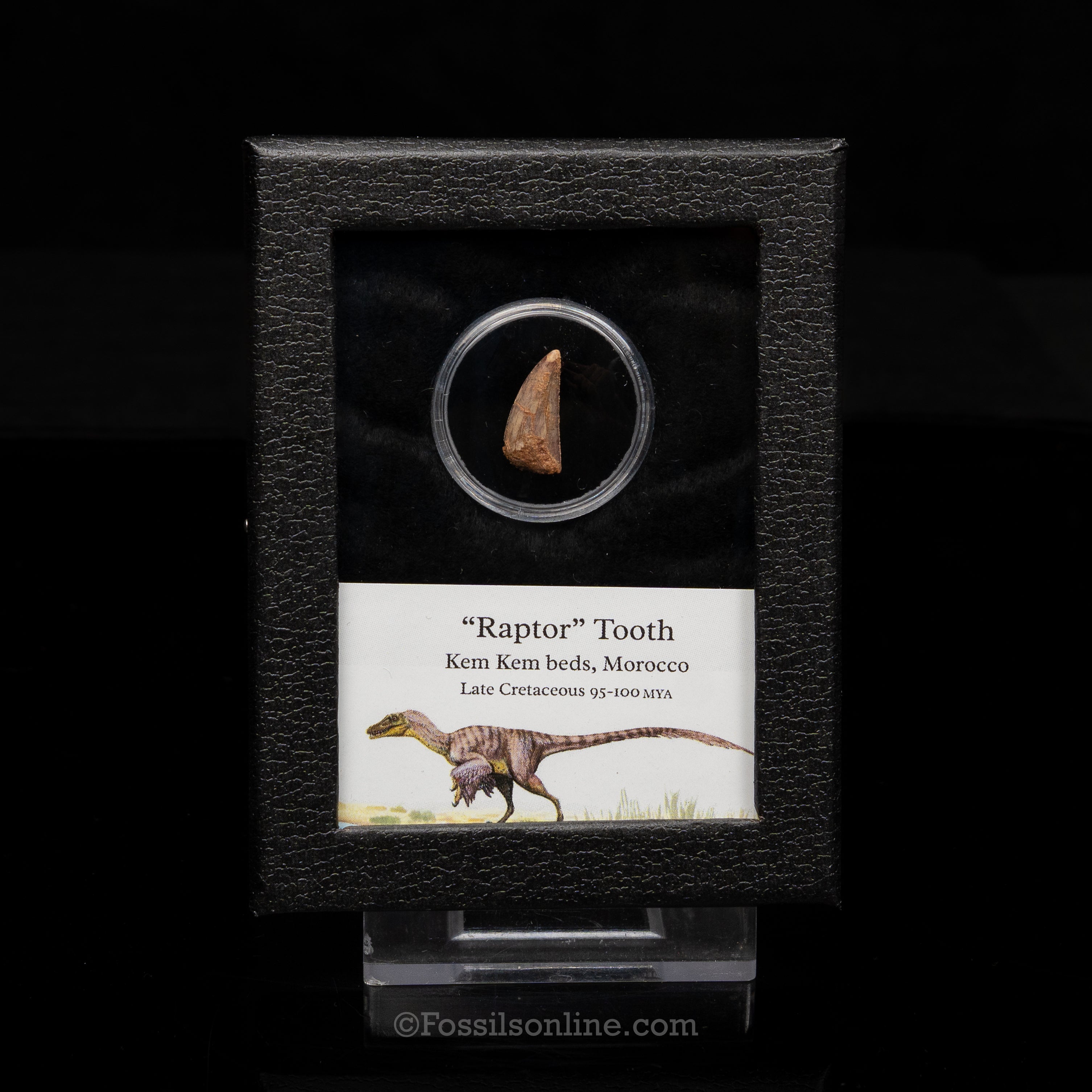 Theropod Dinosaur Tooth "Raptor" in a sm display case