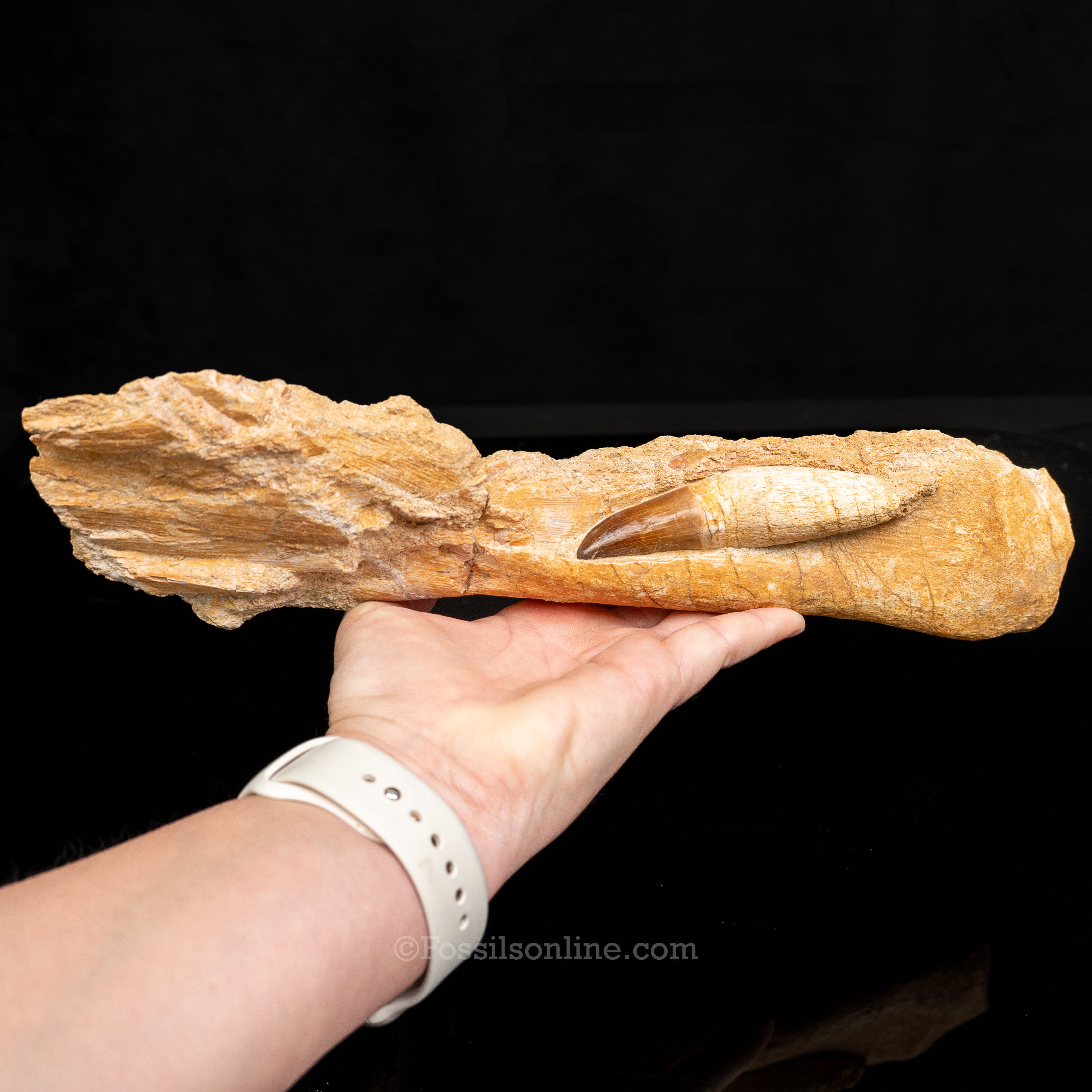 Mosasaur Jaw in Matrix