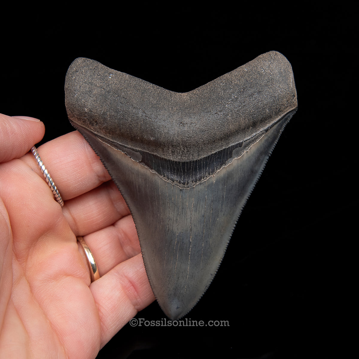 Genuine Prehistoric Fossil Tooth — Meg 3.74", Peace River FL