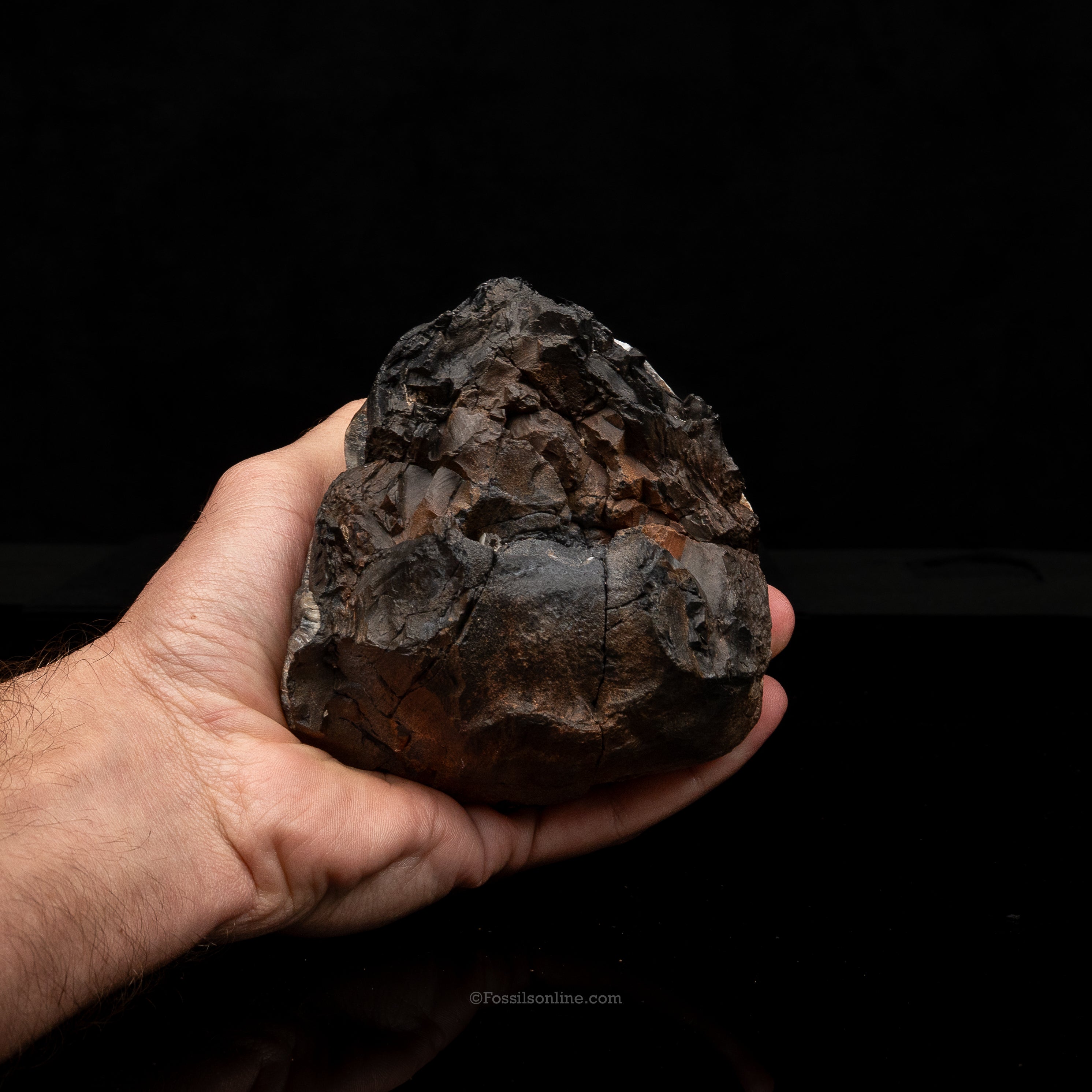 Mastodon Tooth w/stand