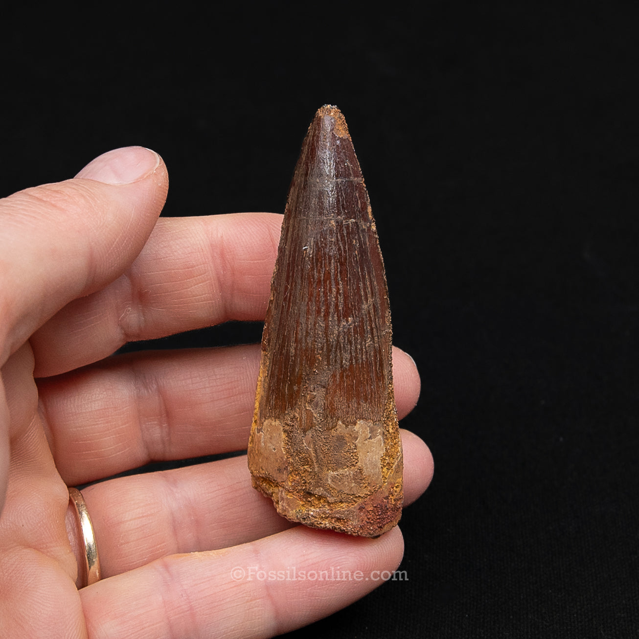 Spinosaurus Dinosaur Tooth Med Case