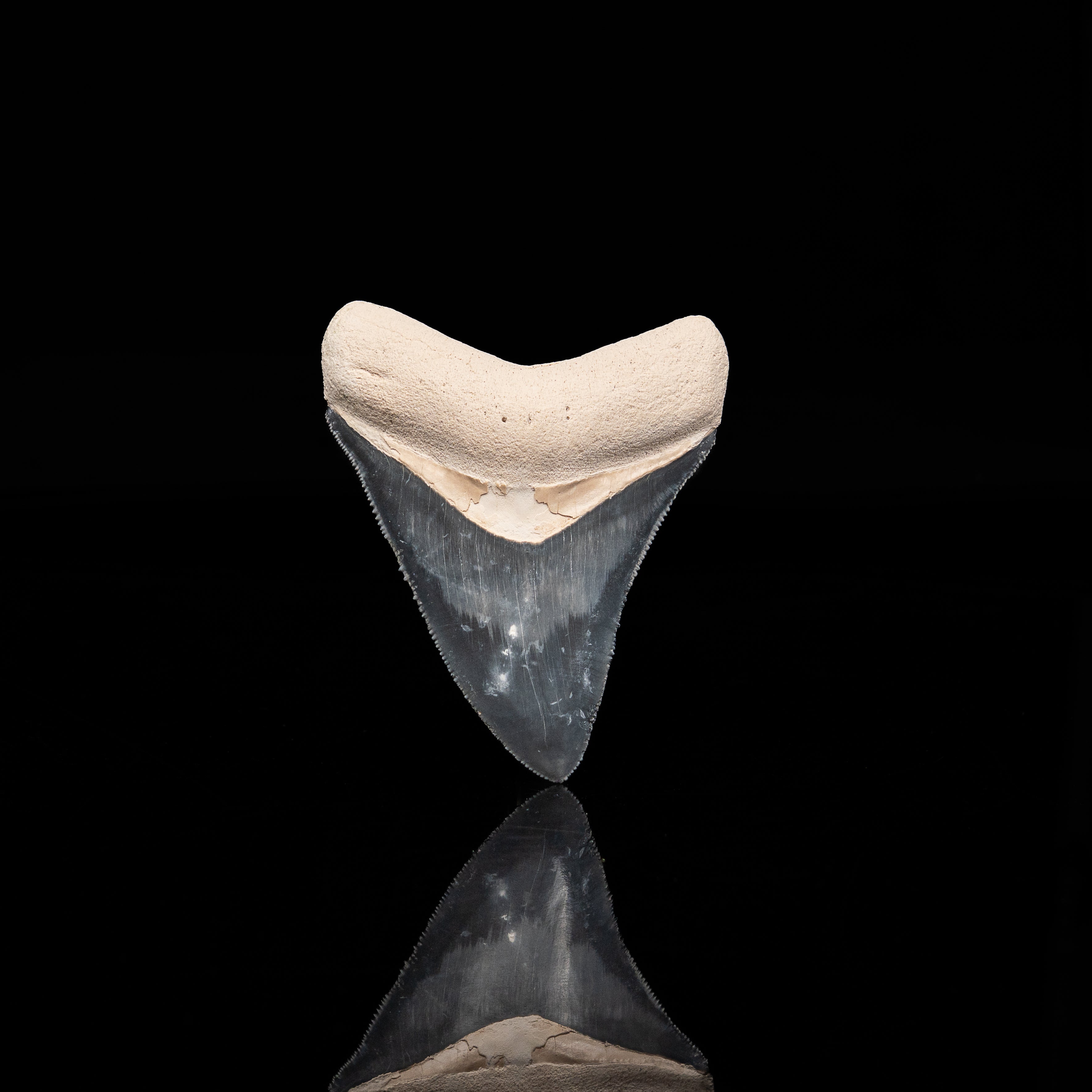 Bone Valley Megalodon 2.80"