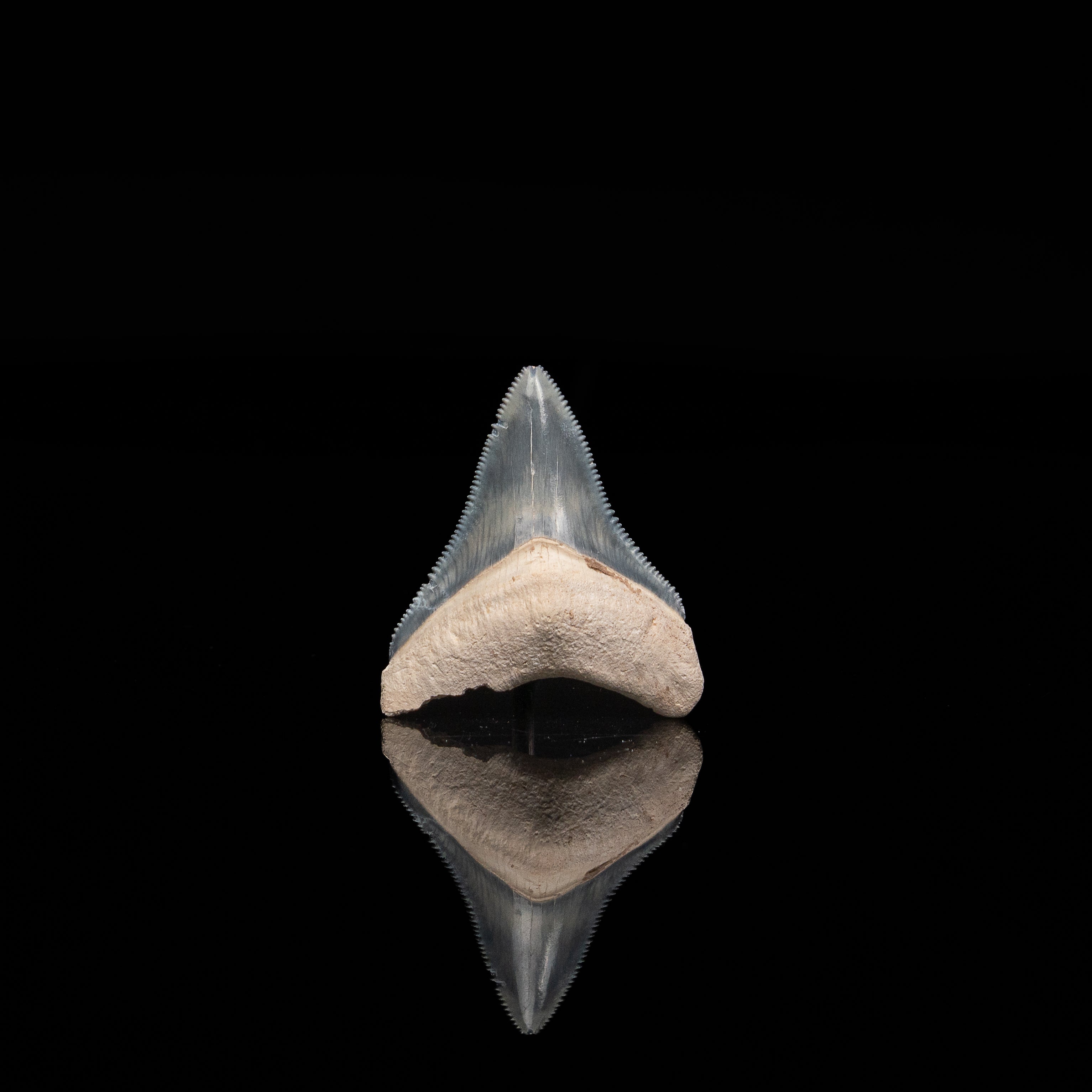 Bone Valley Megalodon 1.58"