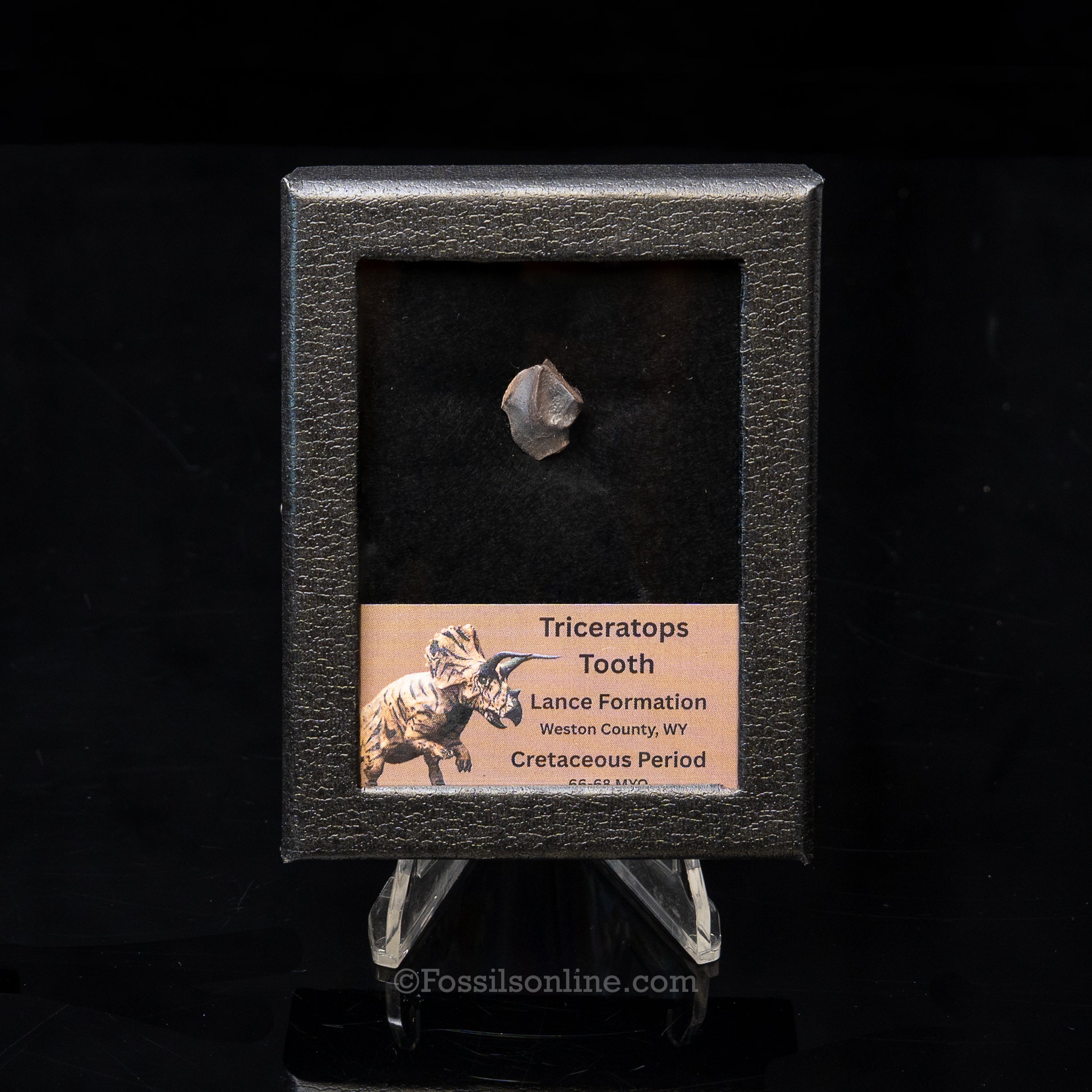 Triceratops Tooth Sm Case Lance FM