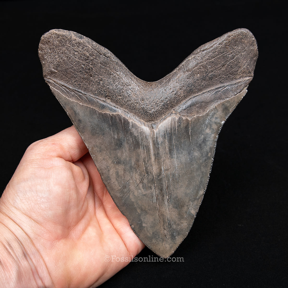 Genuine Prehistoric Fossil Tooth — Meg 5.69", St. Mary River, GA