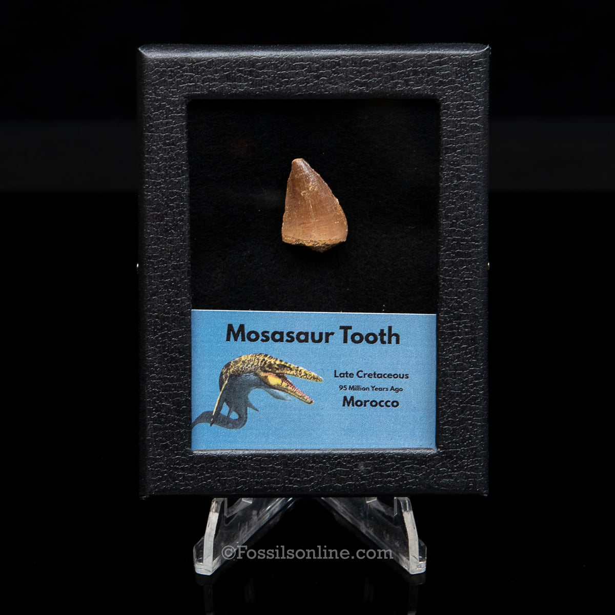 Mosasaur Tooth in sm case