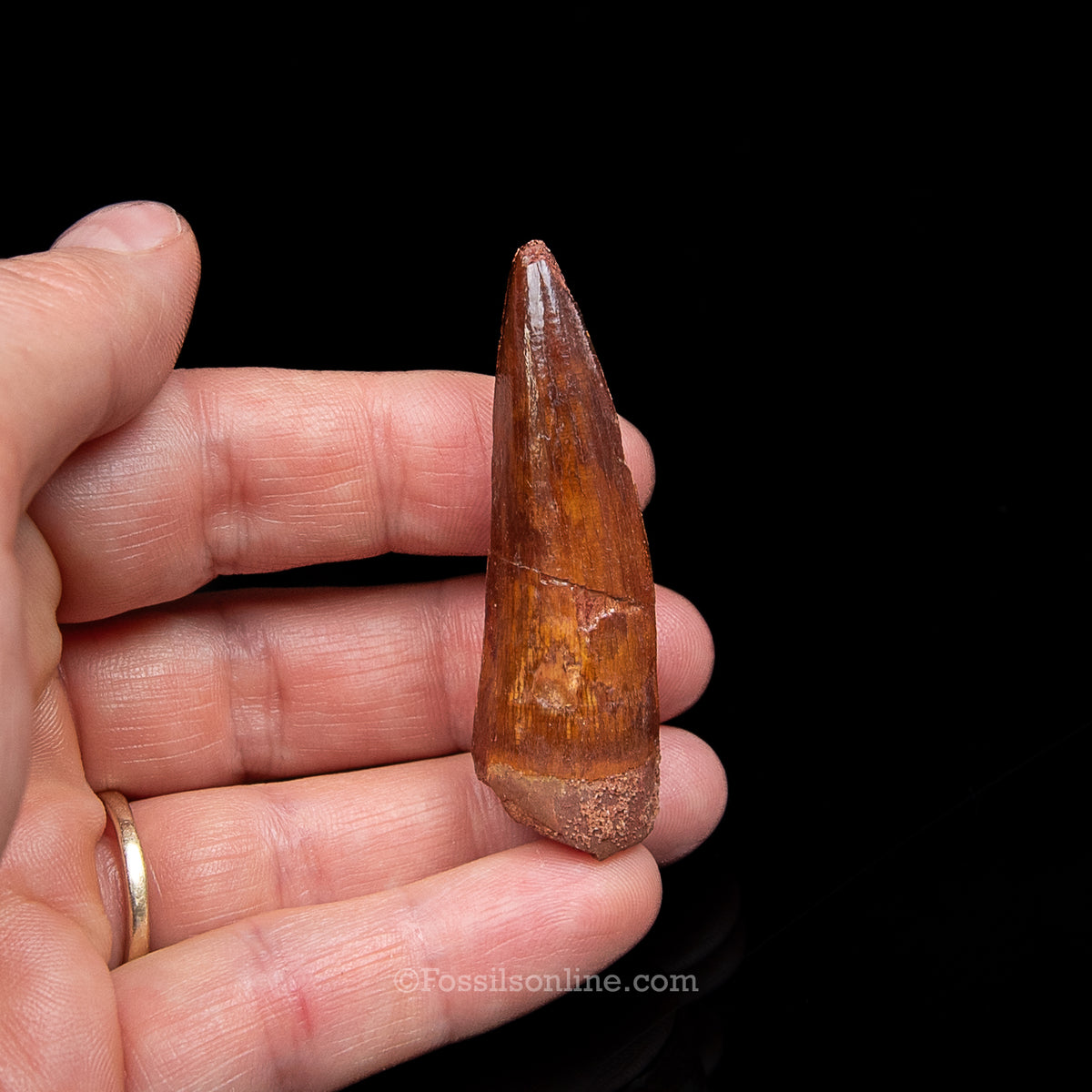 Spinosaurus Dinosaur Tooth Med Case