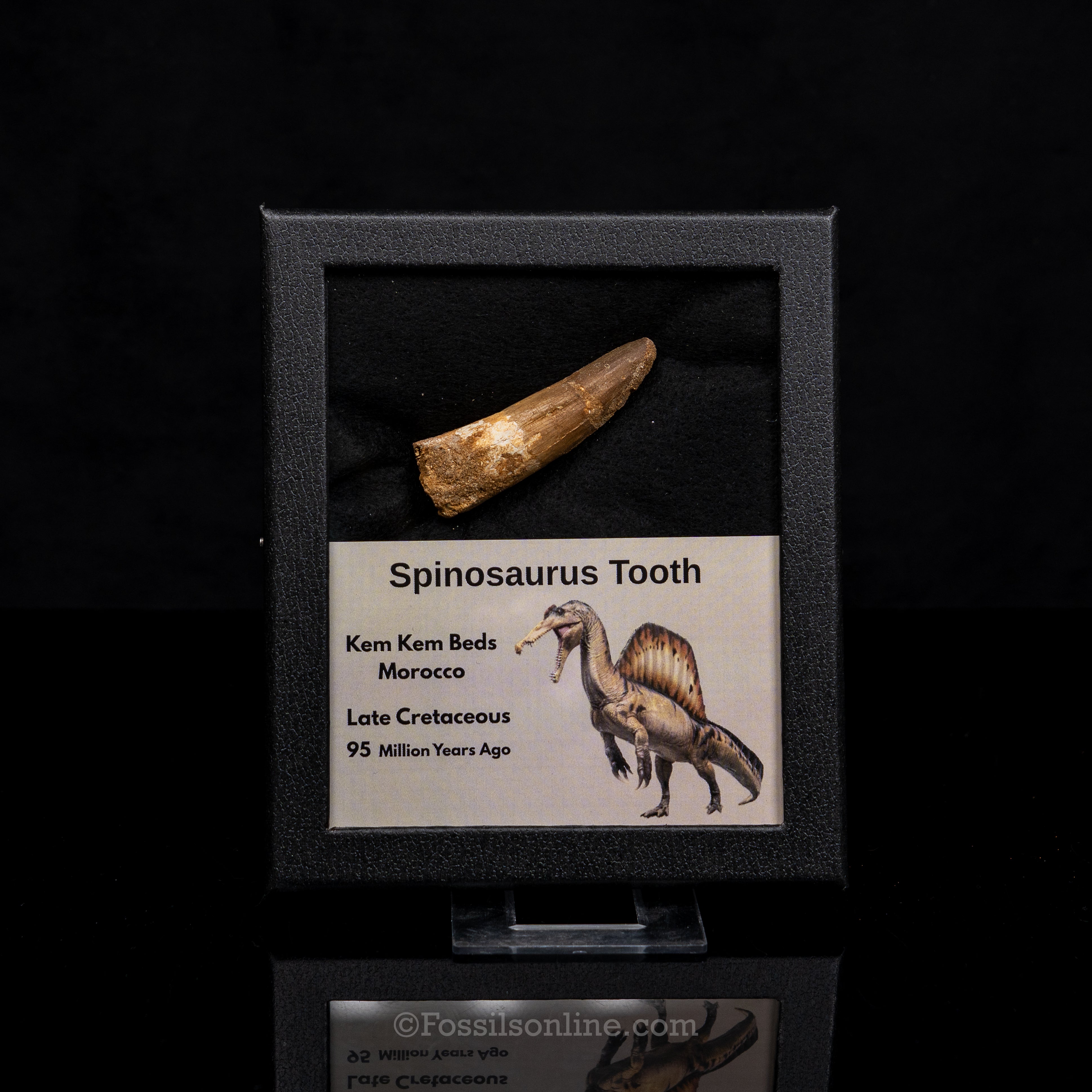 Spinosaurus Dinosaur Tooth Med Case