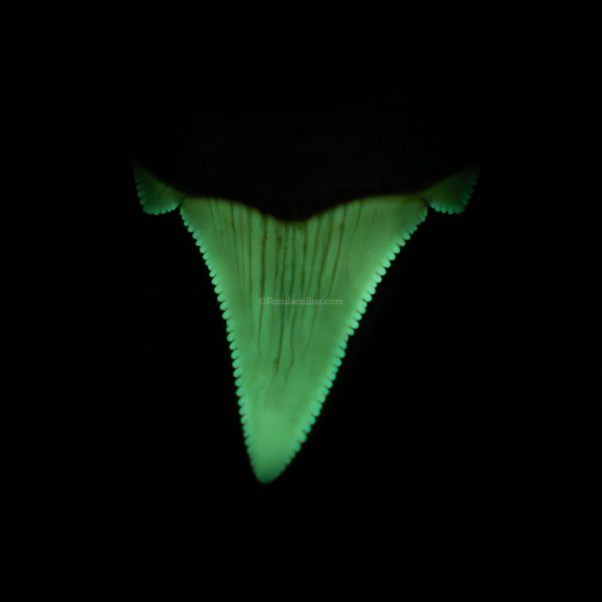 Pristine angustidens Tooth 1.40"