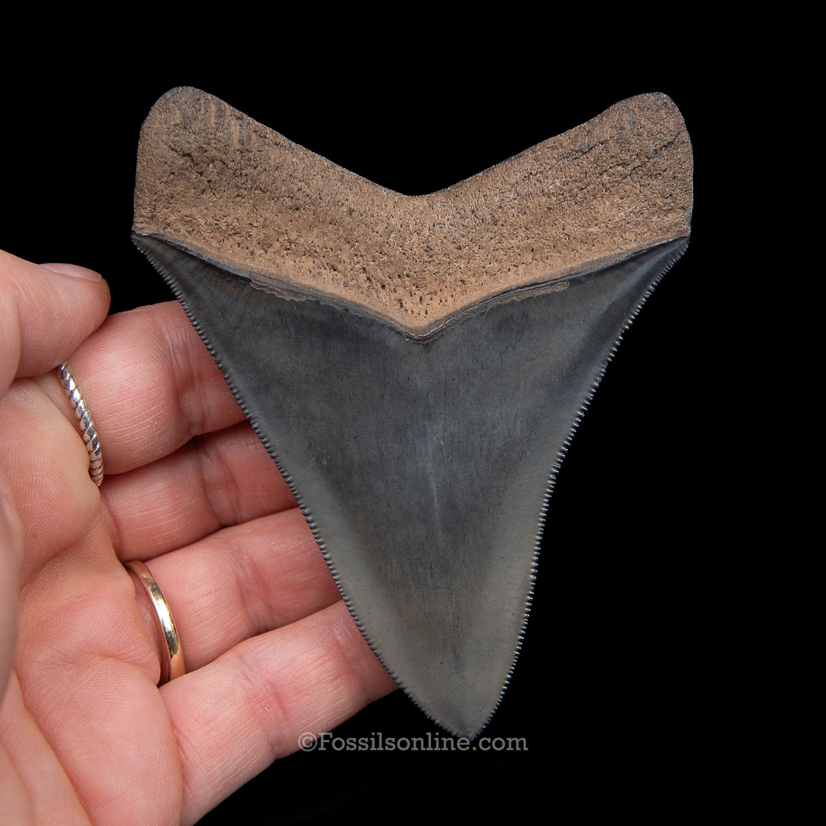 Genuine Prehistoric Fossil Tooth — Meg 3.74", Peace River FL