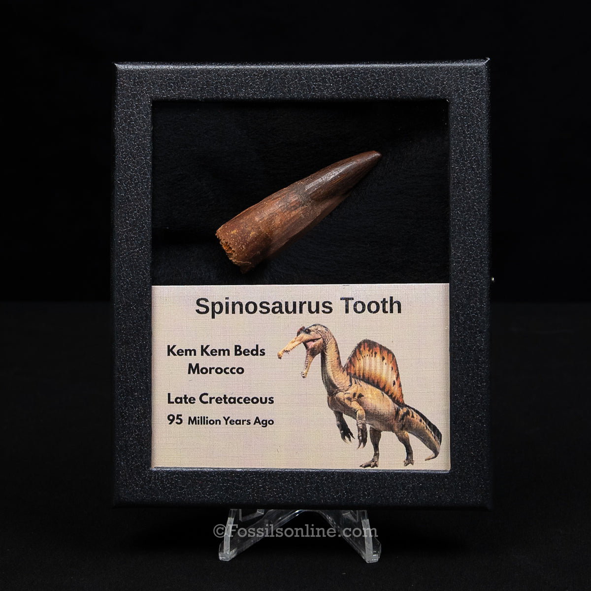 Spinosaurus Dinosaur Tooth Med Case
