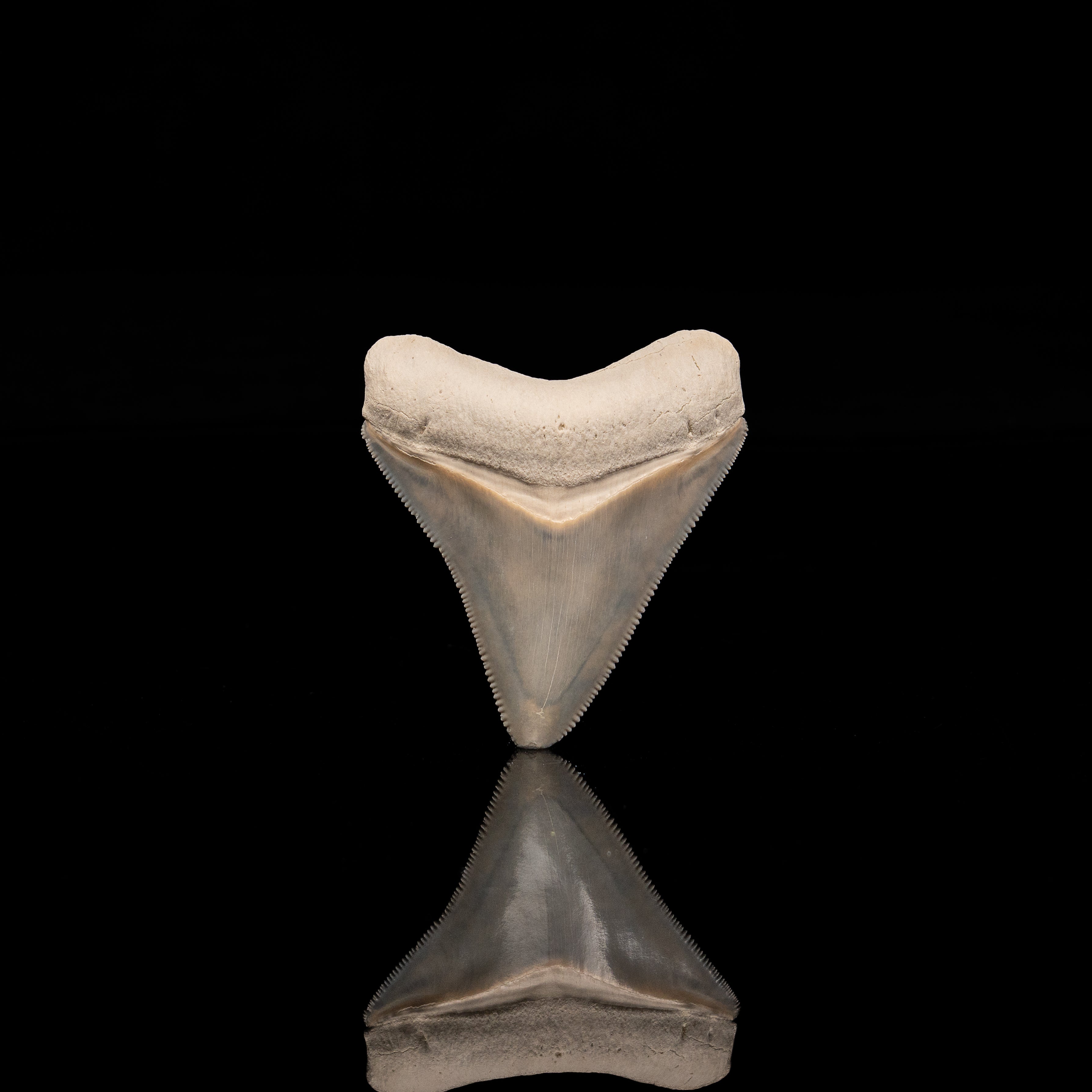 Stunning Bone Valley Megalodon 2.25"