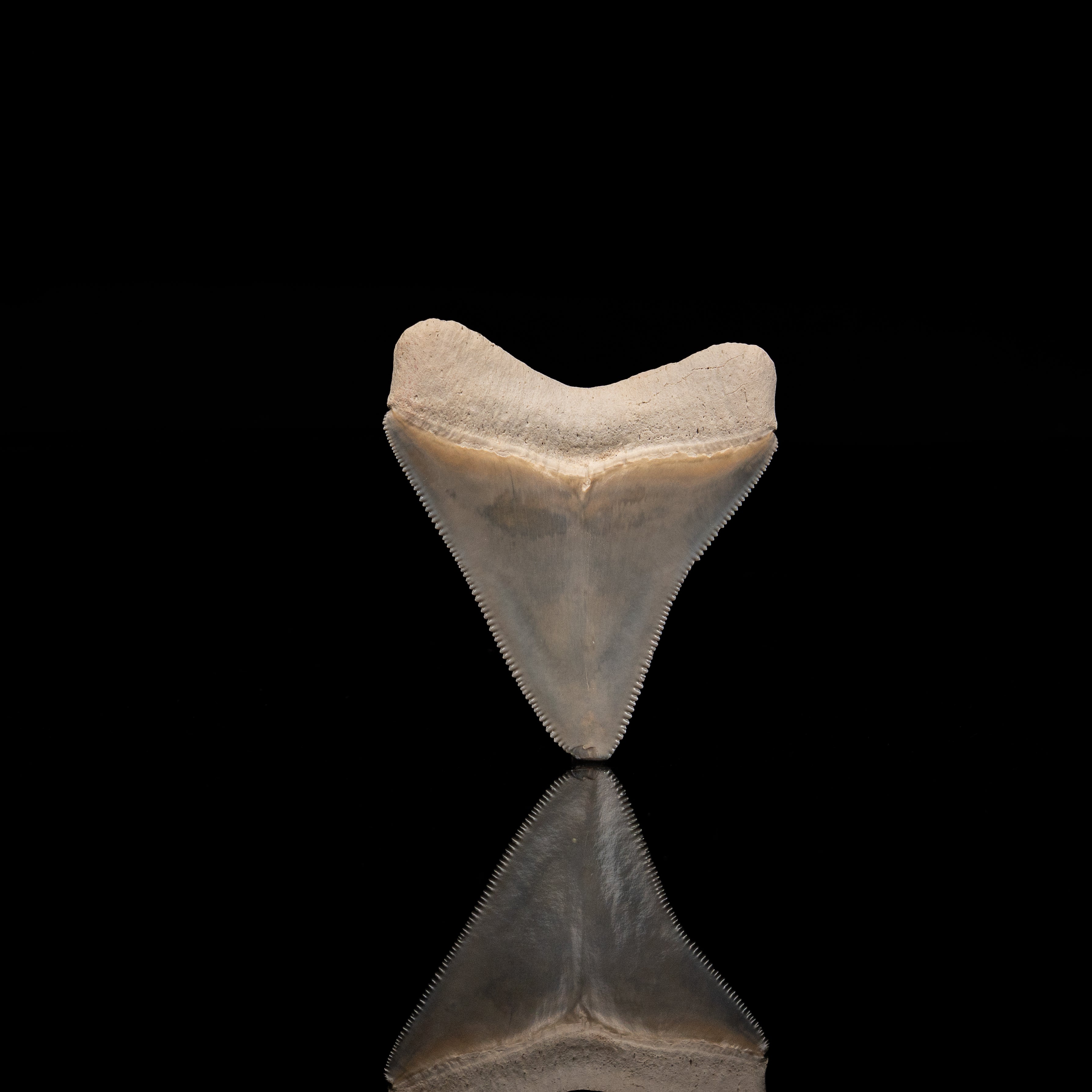 Stunning Bone Valley Megalodon 2.25"