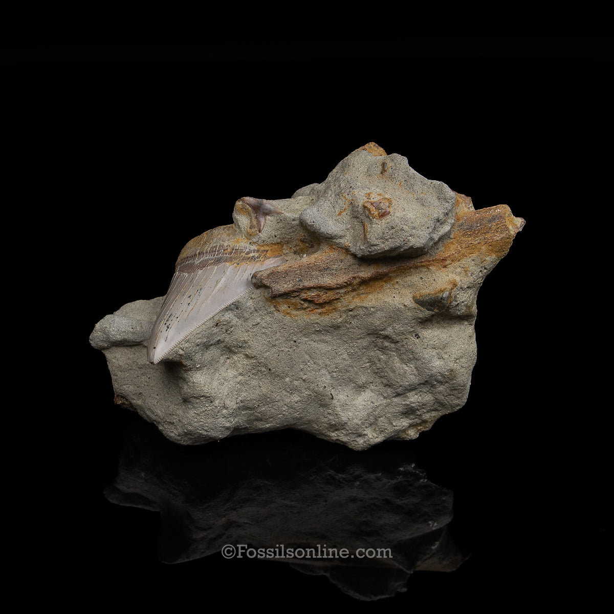 Genuine Prehistoric Fossil Tooth — MEG 3.77" in Matrix , Bakersfield CA