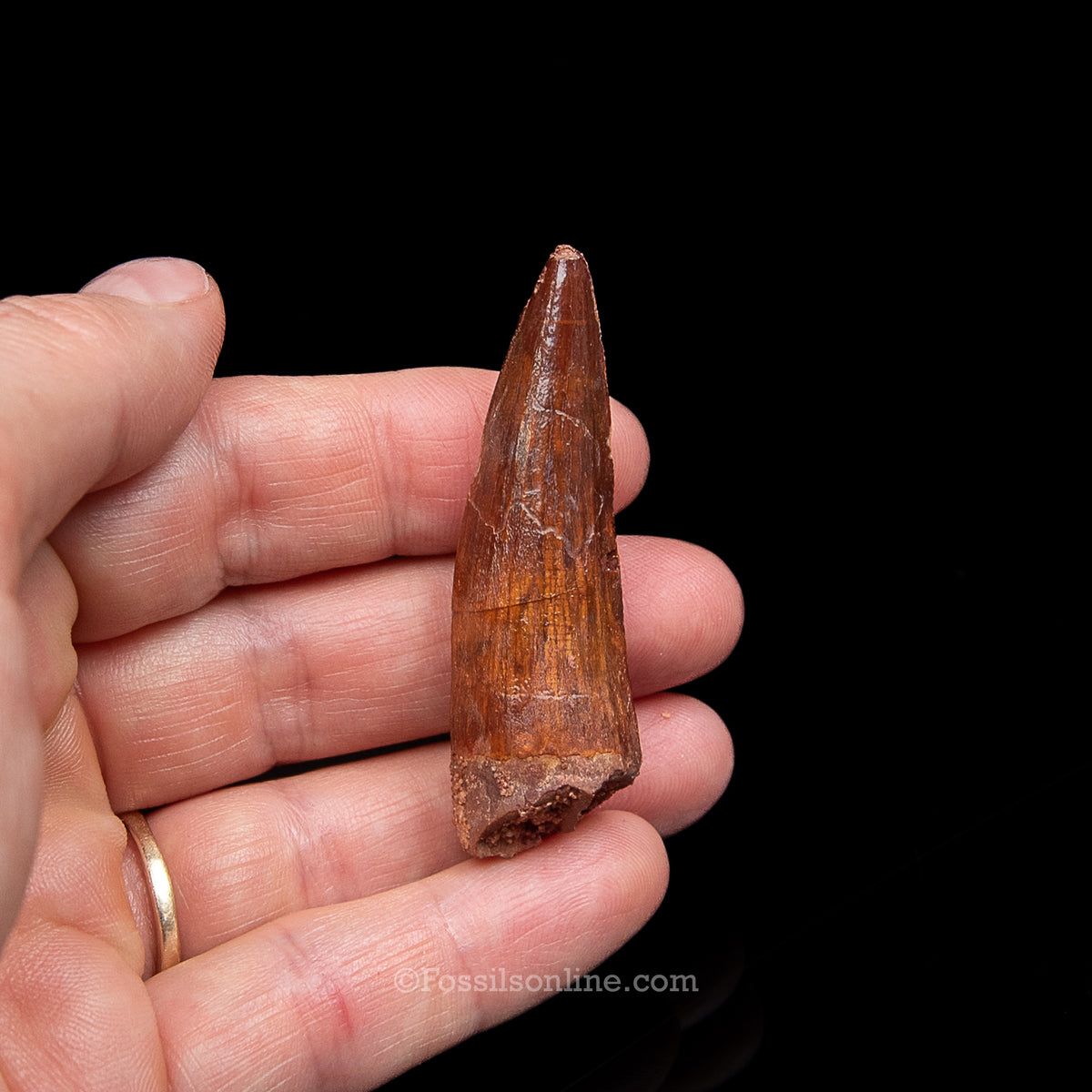 Spinosaurus Dinosaur Tooth Med Case