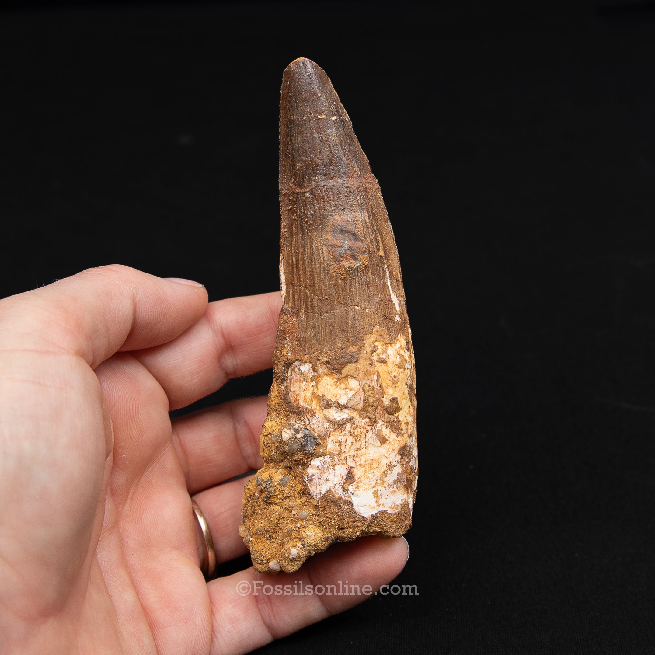 XL Spinosaurus Dinosaur Tooth Lg Case