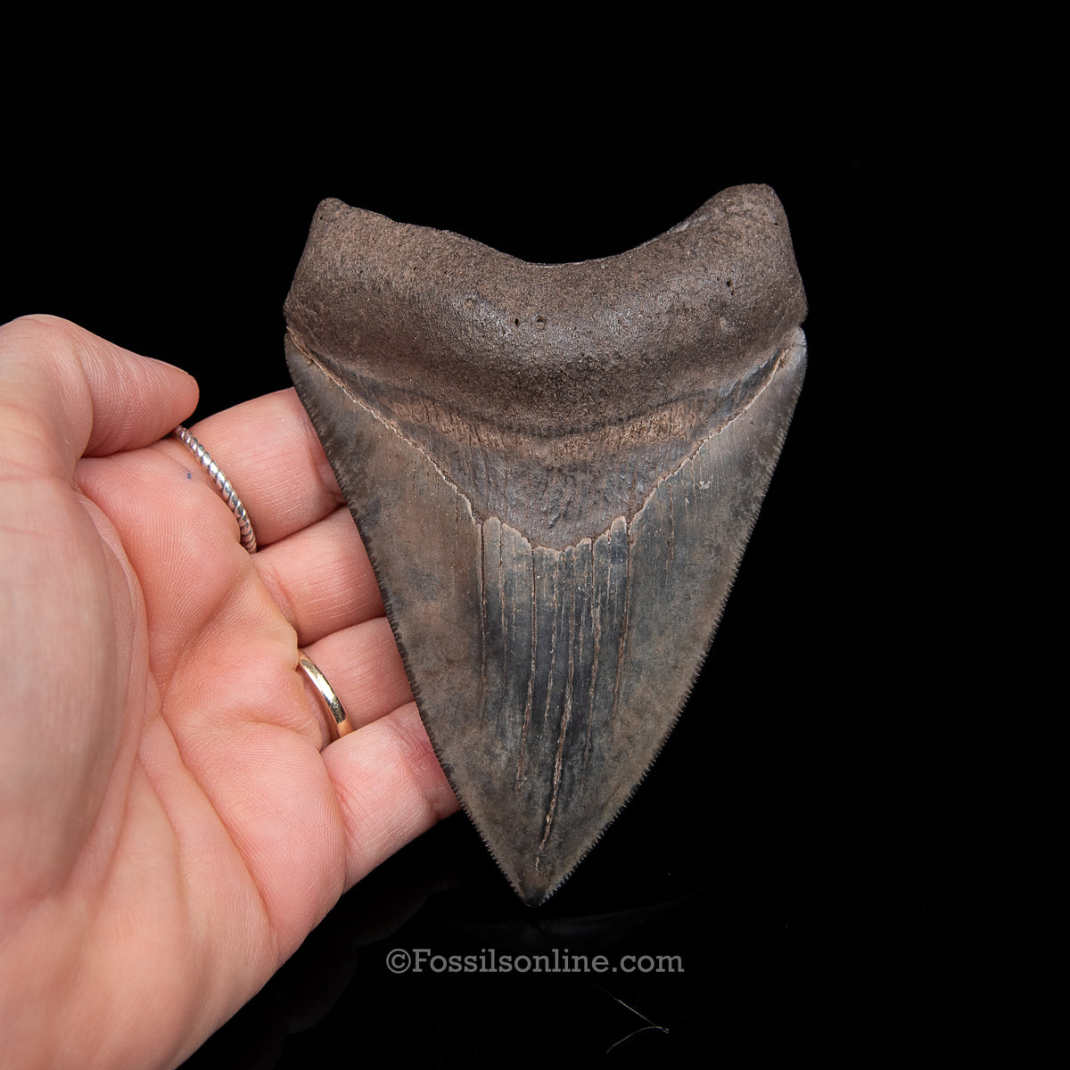 Genuine Prehistoric Fossil Tooth — Meg 4.39", Peace River FL