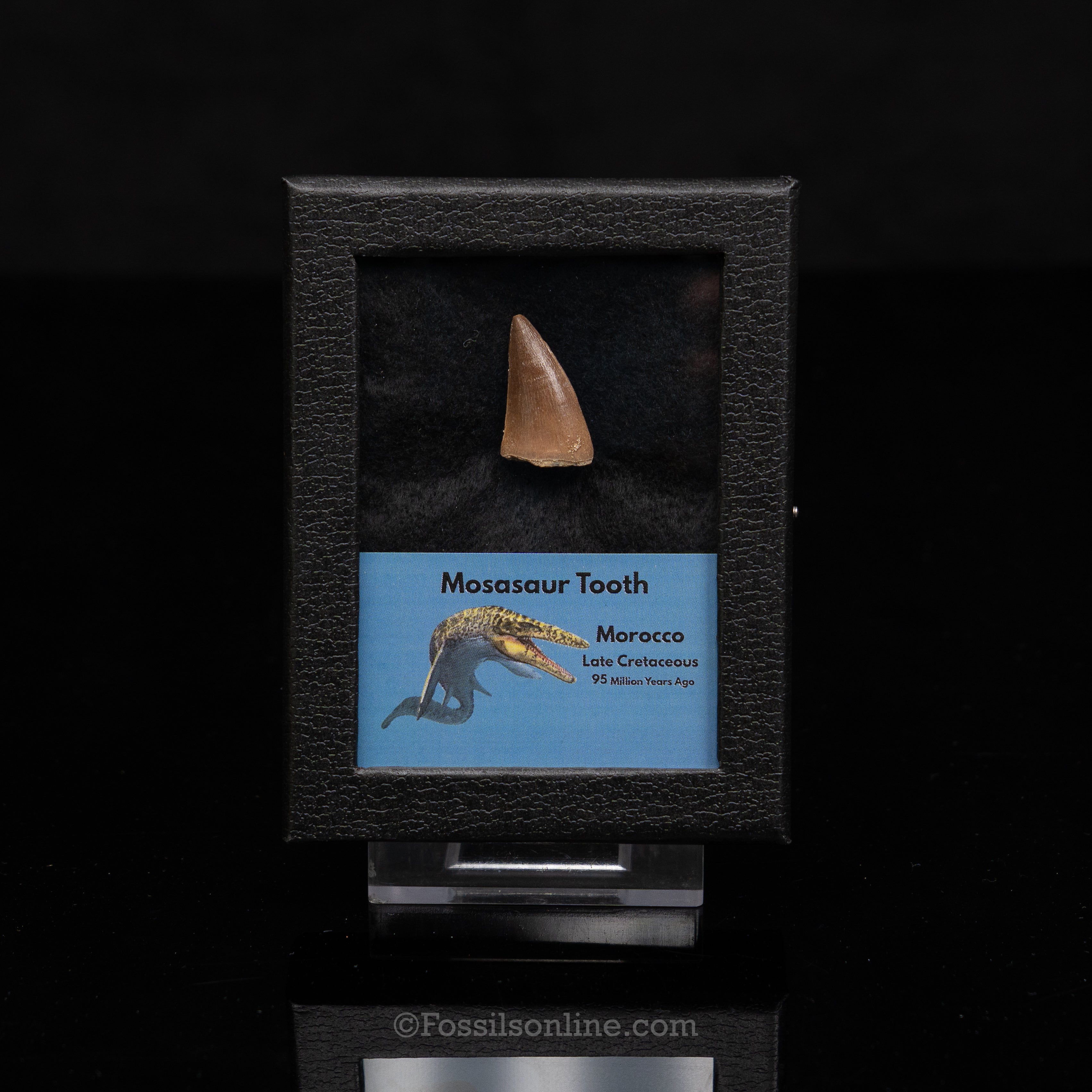 Mosasaur Tooth in sm case