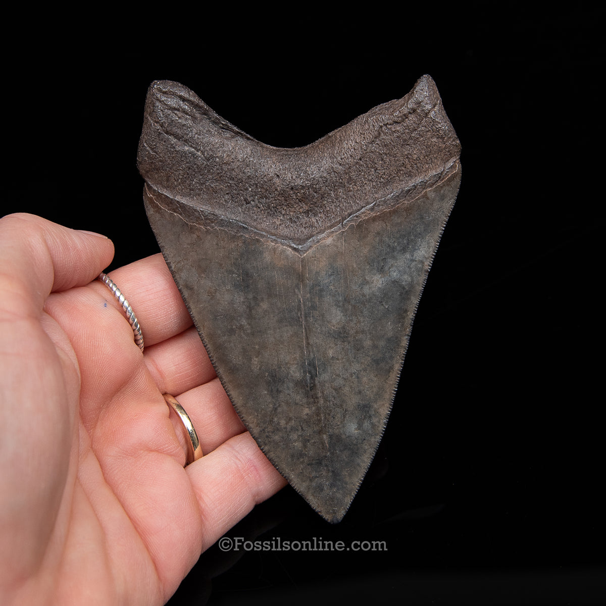 Genuine Prehistoric Fossil Tooth — Meg 4.39", Peace River FL