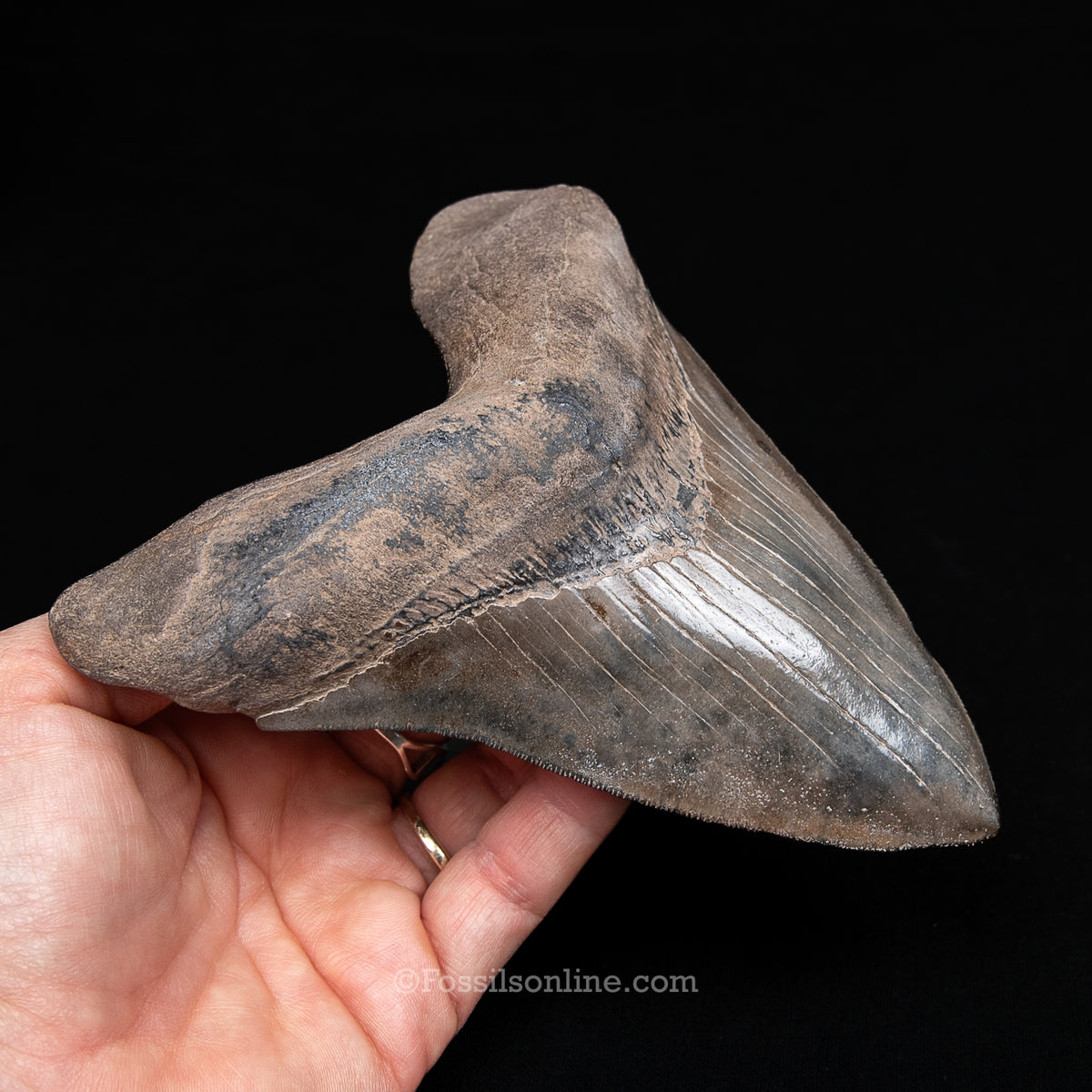 Genuine Prehistoric Fossil Tooth — Meg 5.69", St. Mary River, GA