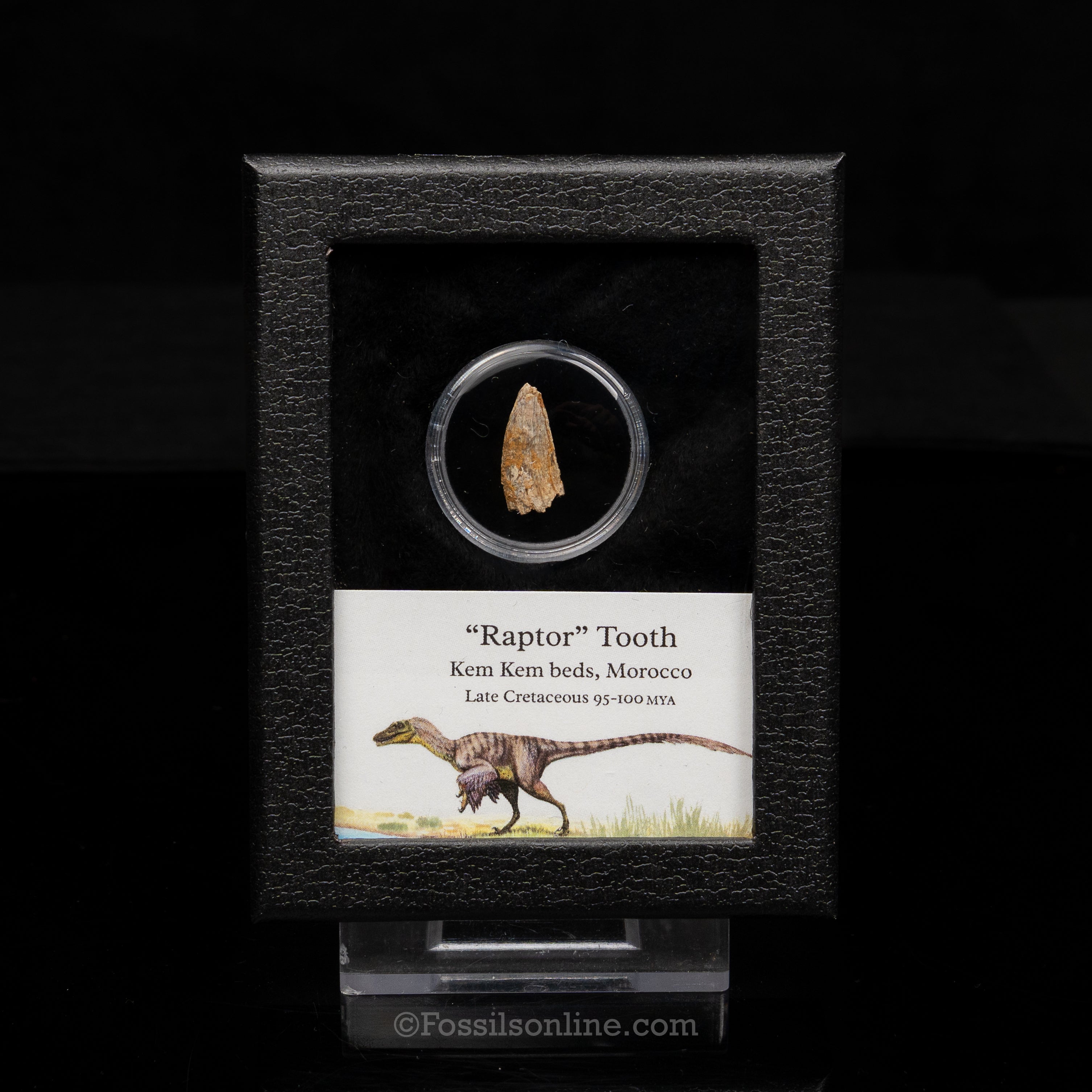 Theropod Dinosaur Tooth "Raptor" in a sm display case