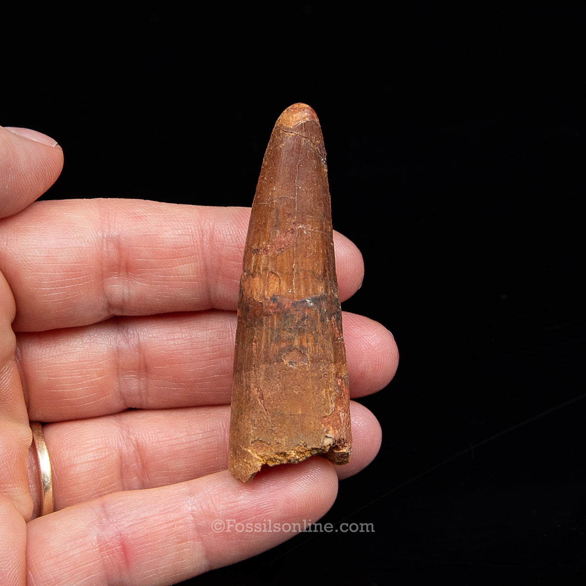 Spinosaurus Dinosaur Tooth Med Case