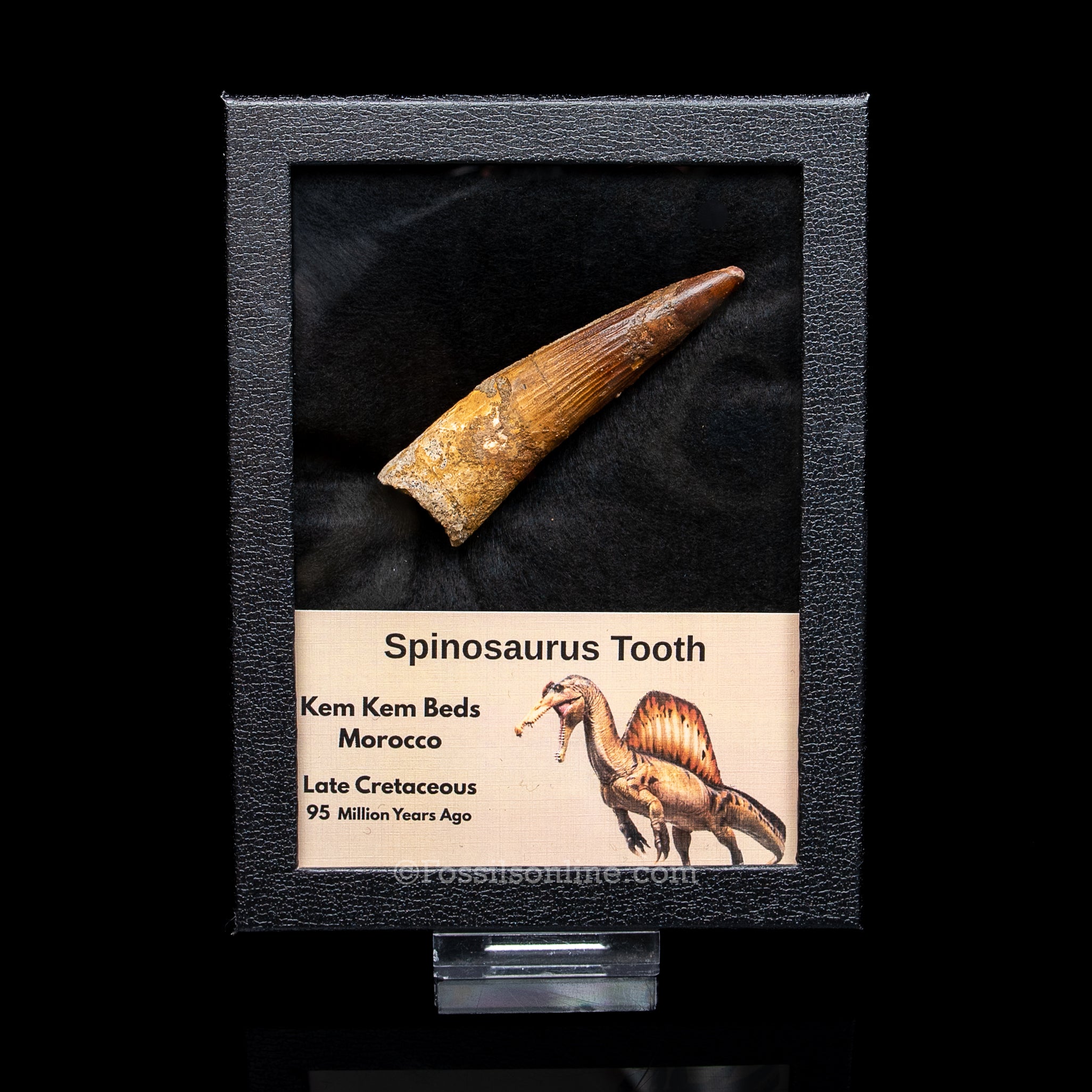 Spinosaurus Dinosaur Tooth in Lg Case