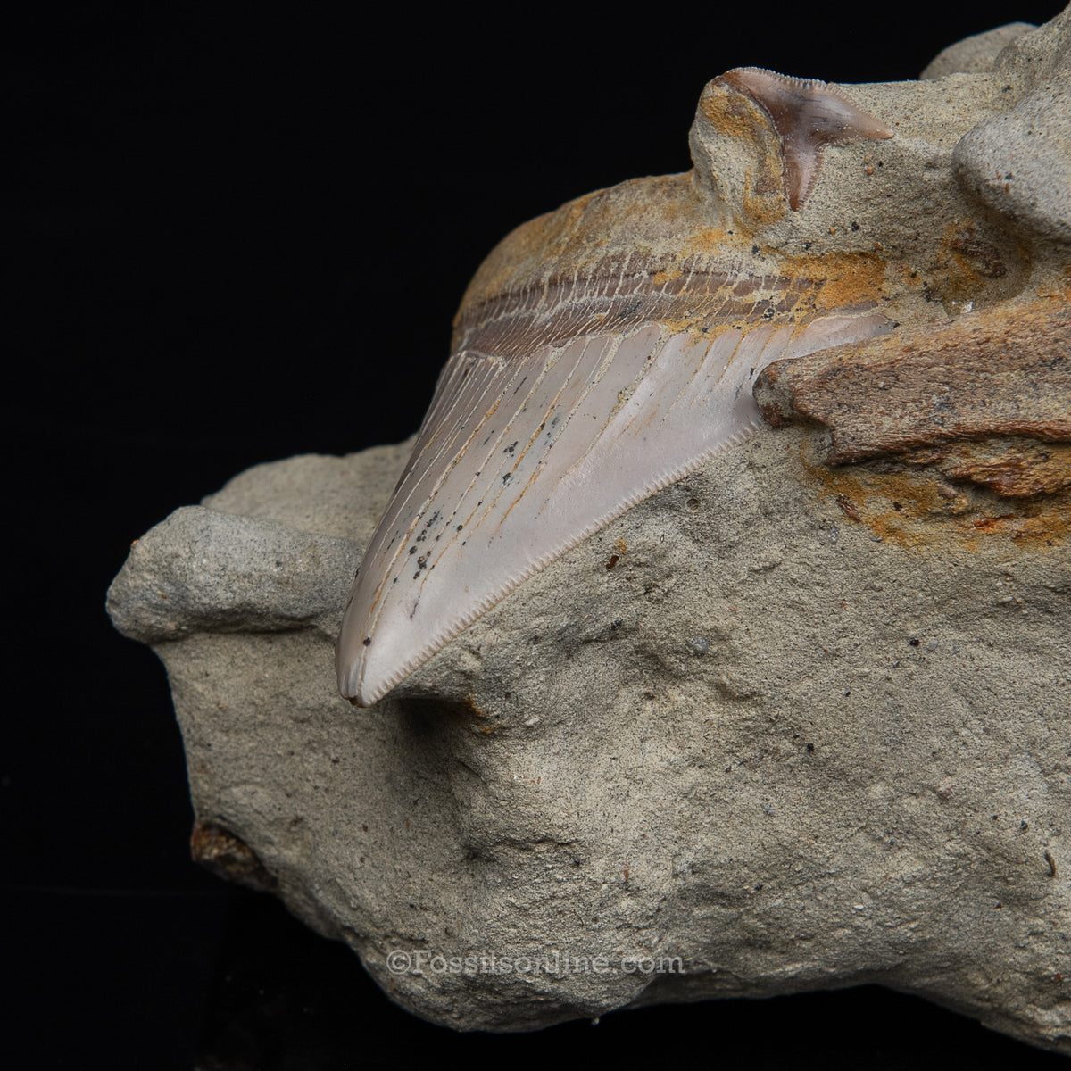 Genuine Prehistoric Fossil Tooth — MEG 3.77" in Matrix , Bakersfield CA
