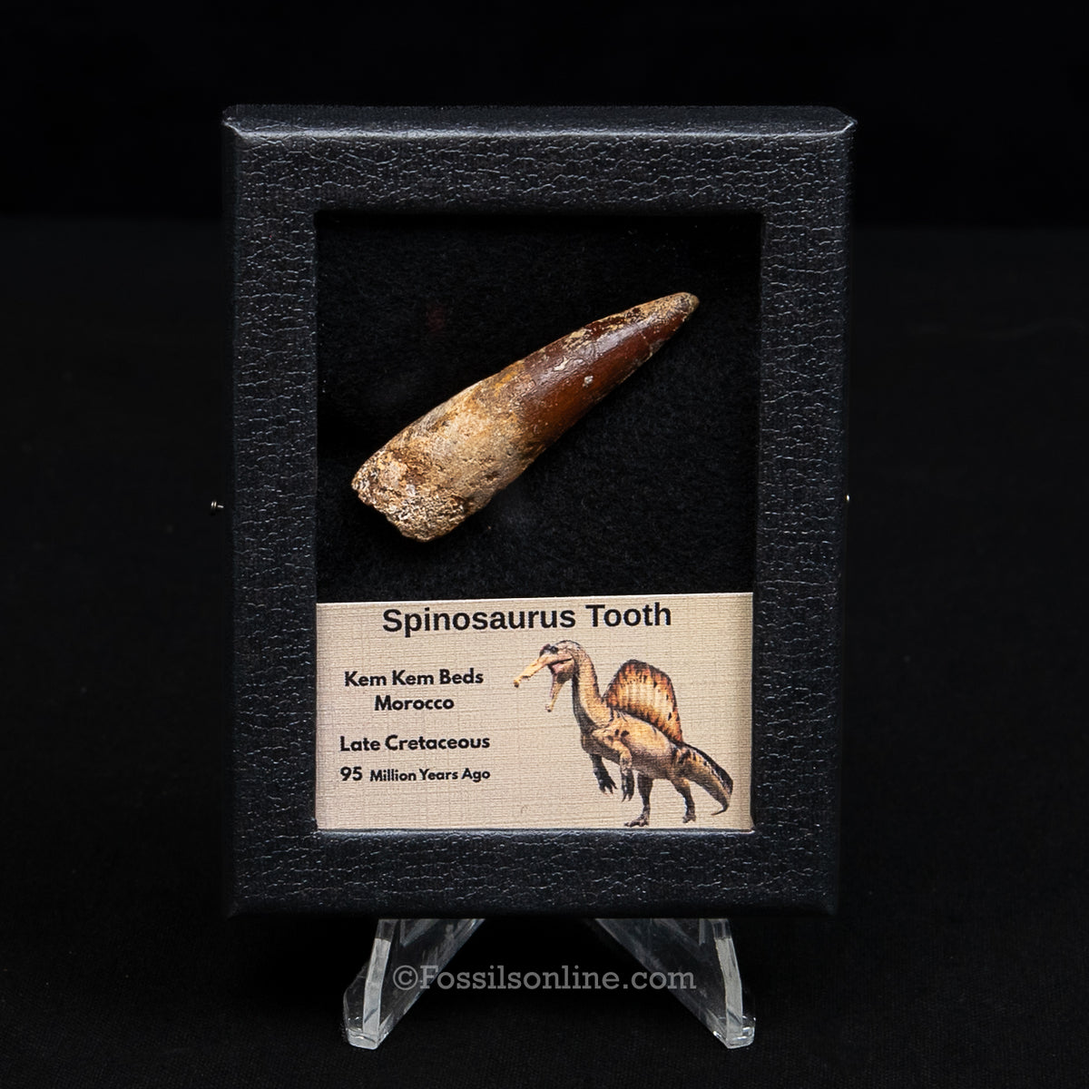 Spinosaurus Dinosaur Tooth Sm Case